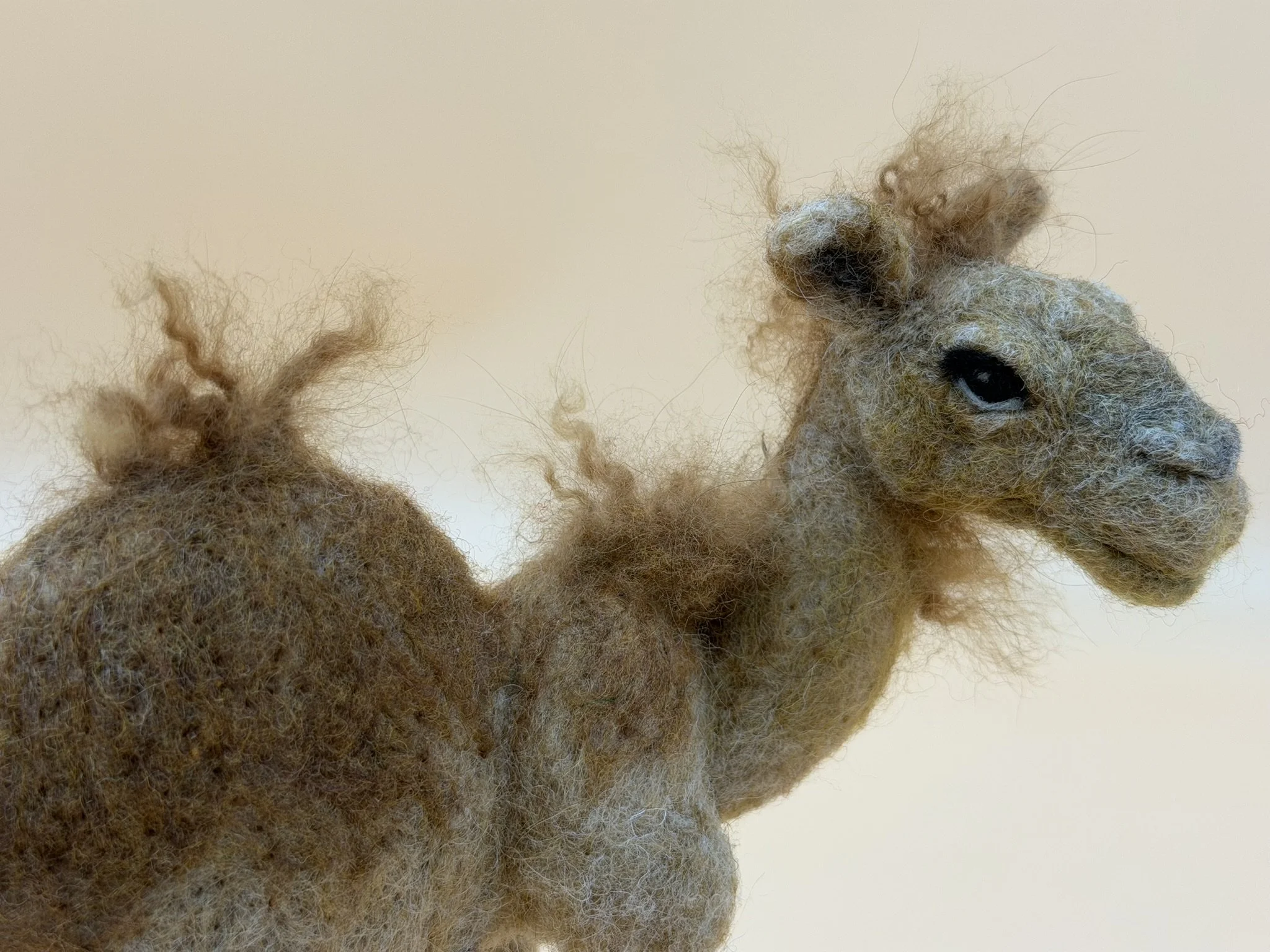 Camel
