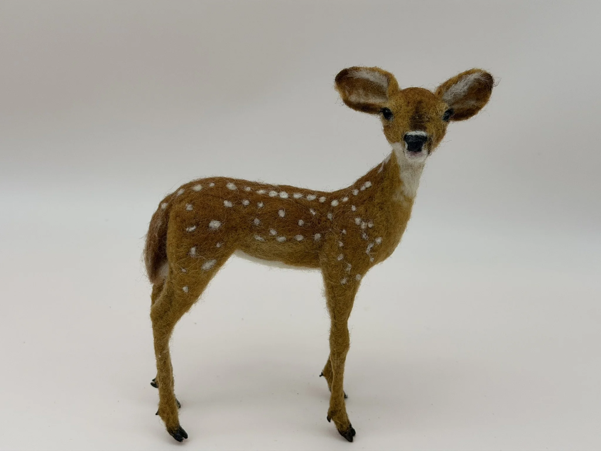 Fawn 1.JPEG