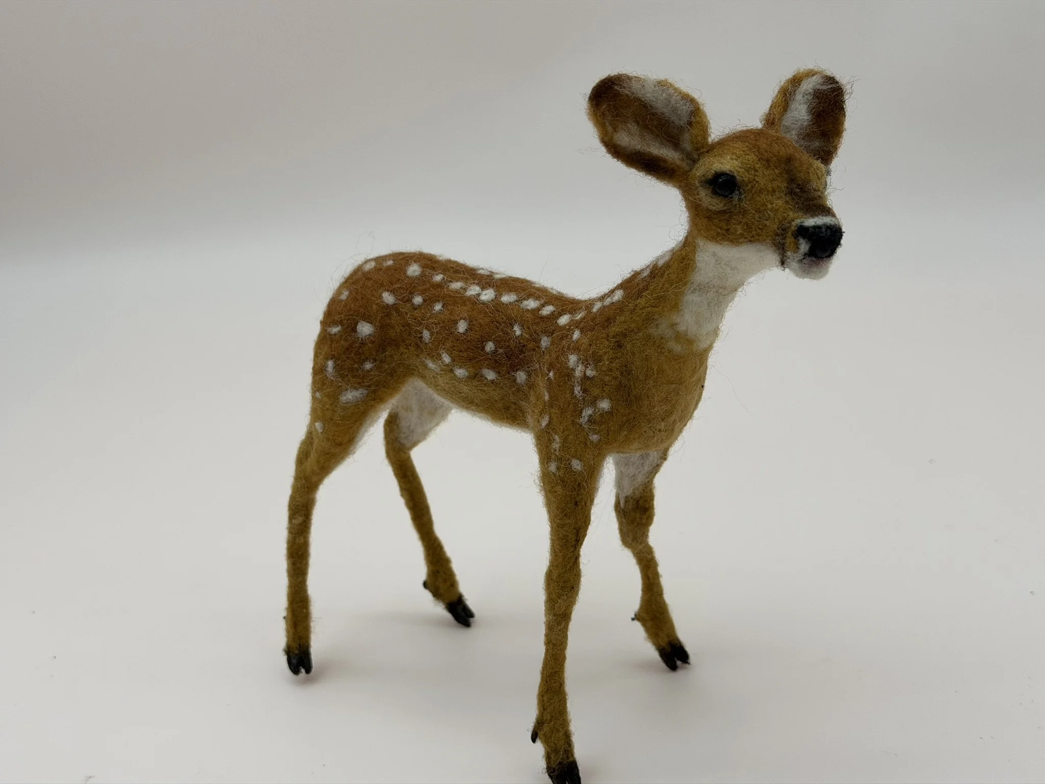 Fawn 7.JPEG