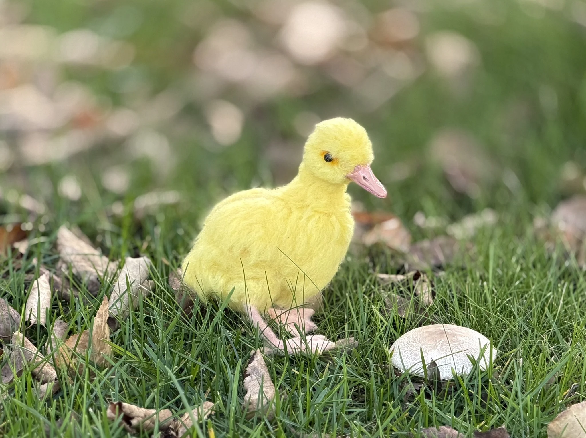 Yellow Duckling