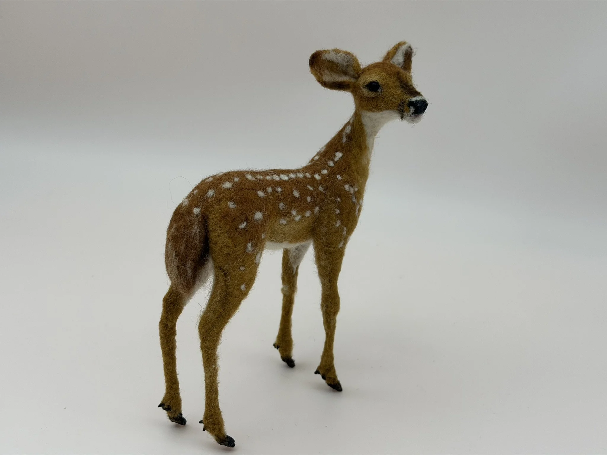 Fawn 6.JPEG