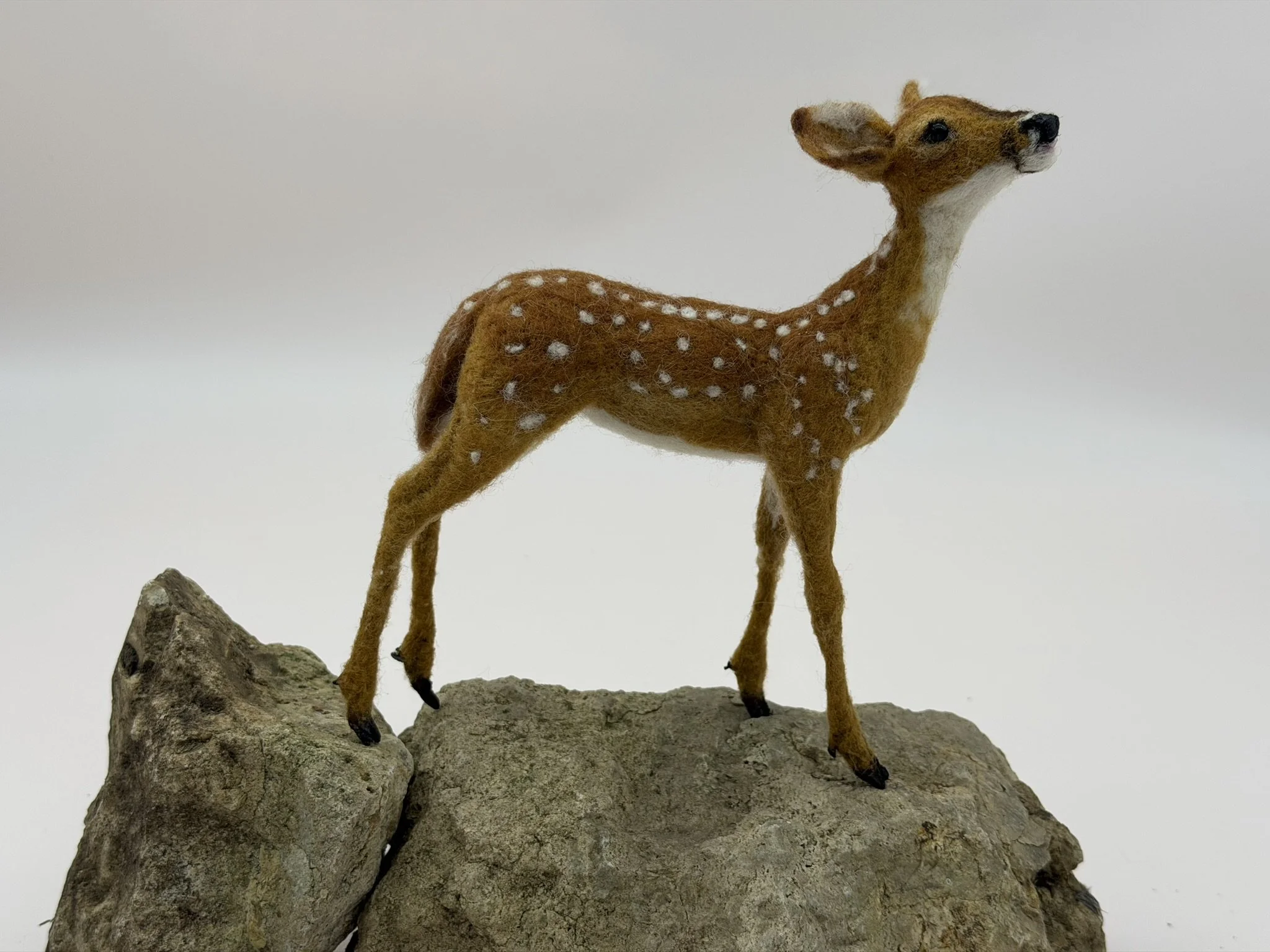 Fawn 5.JPEG