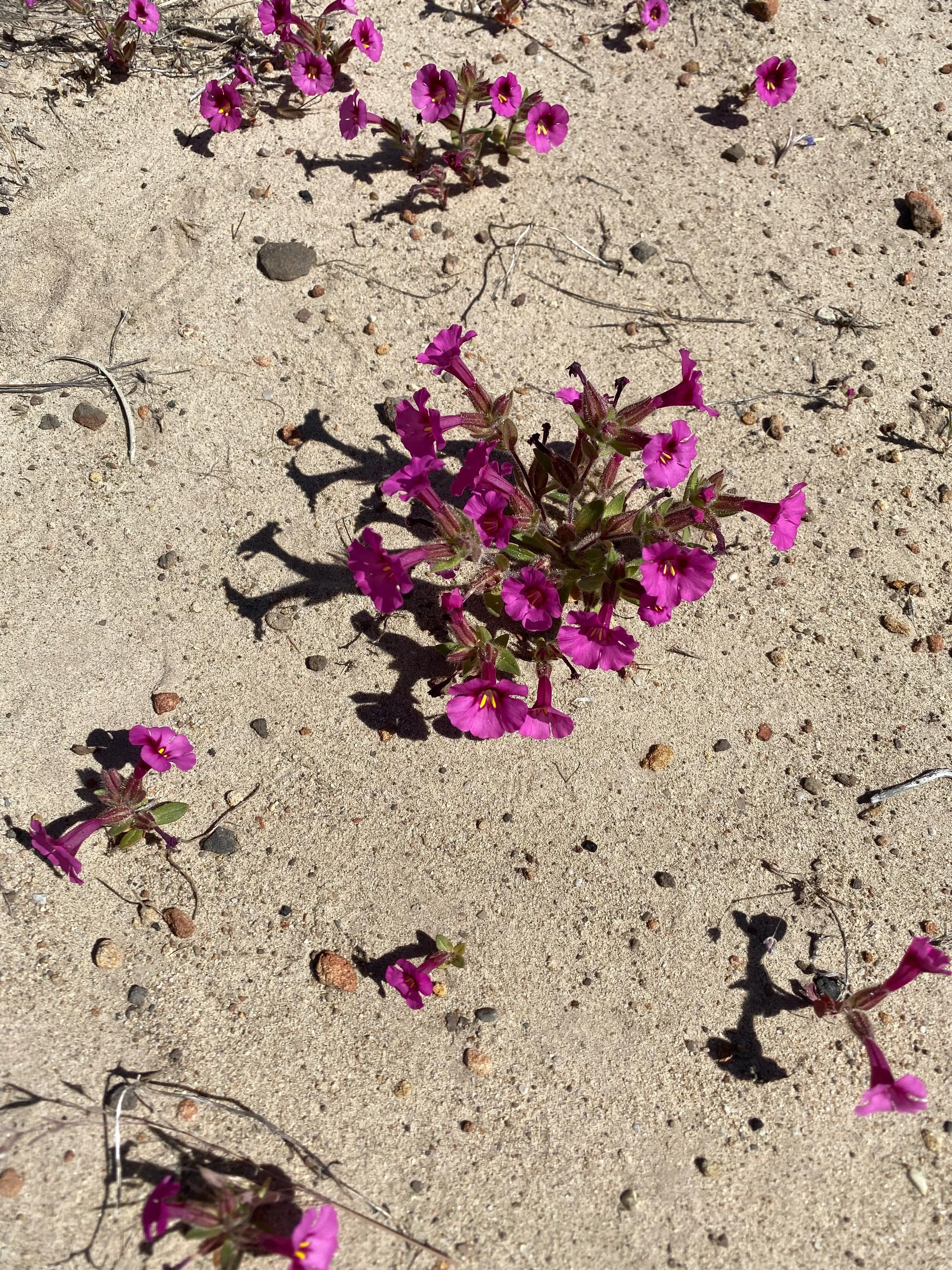 Fremont's Monkeyflower
