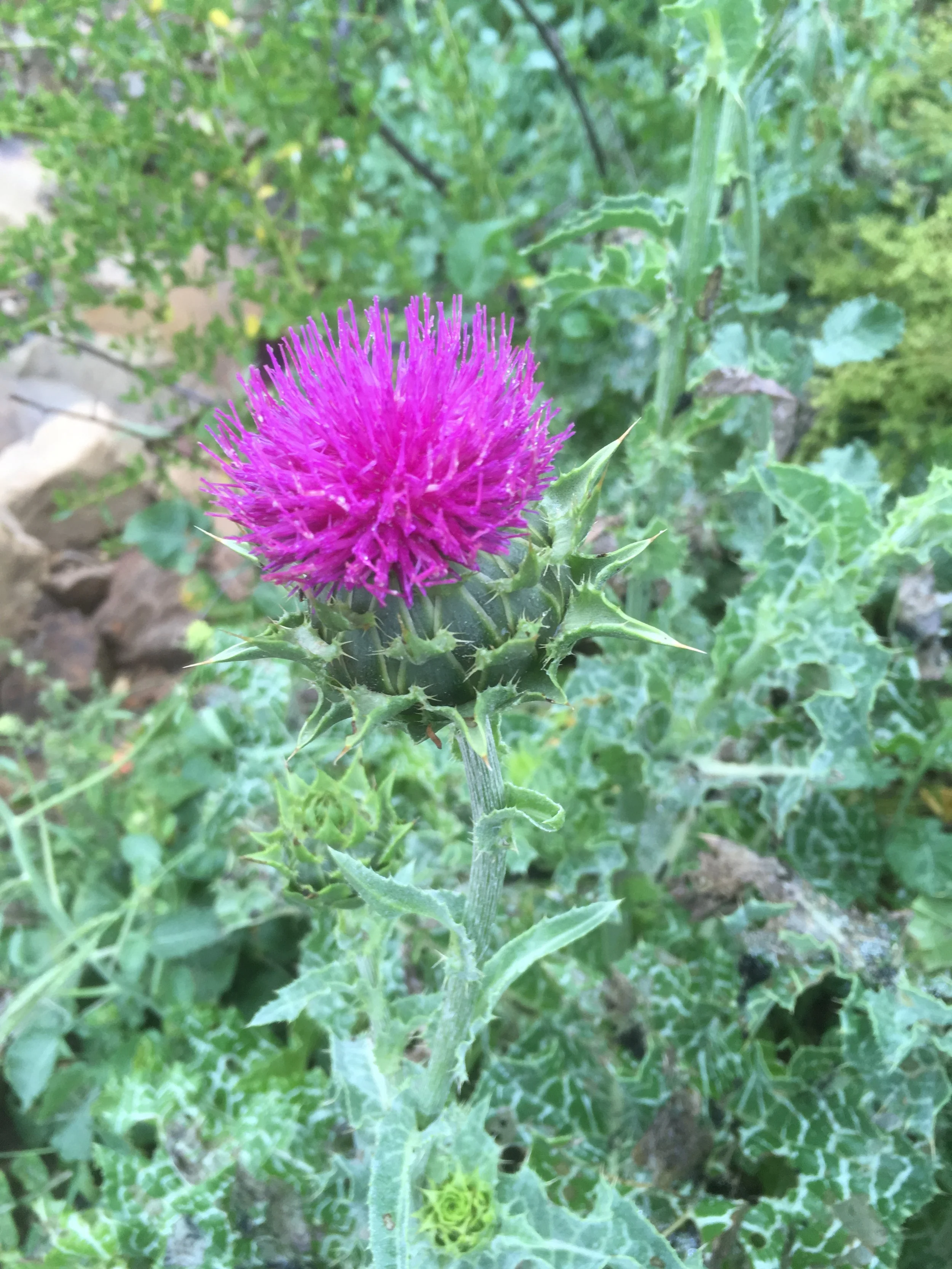 Milk Thistle