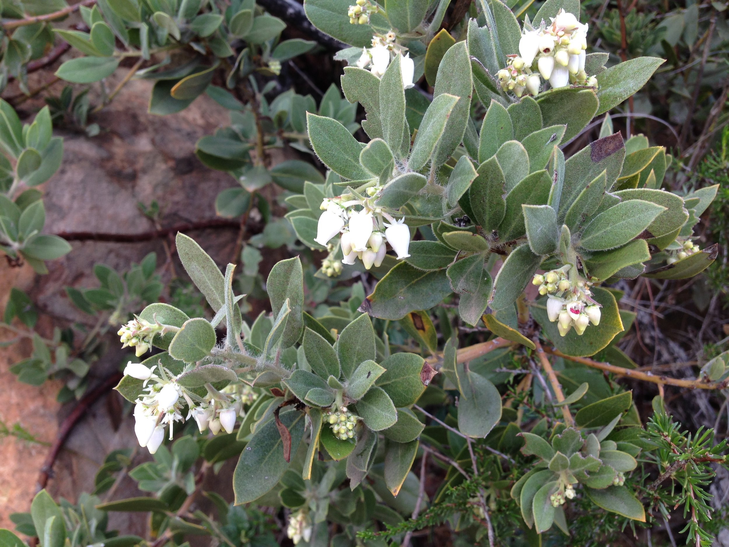 Whiteberry Manzanita