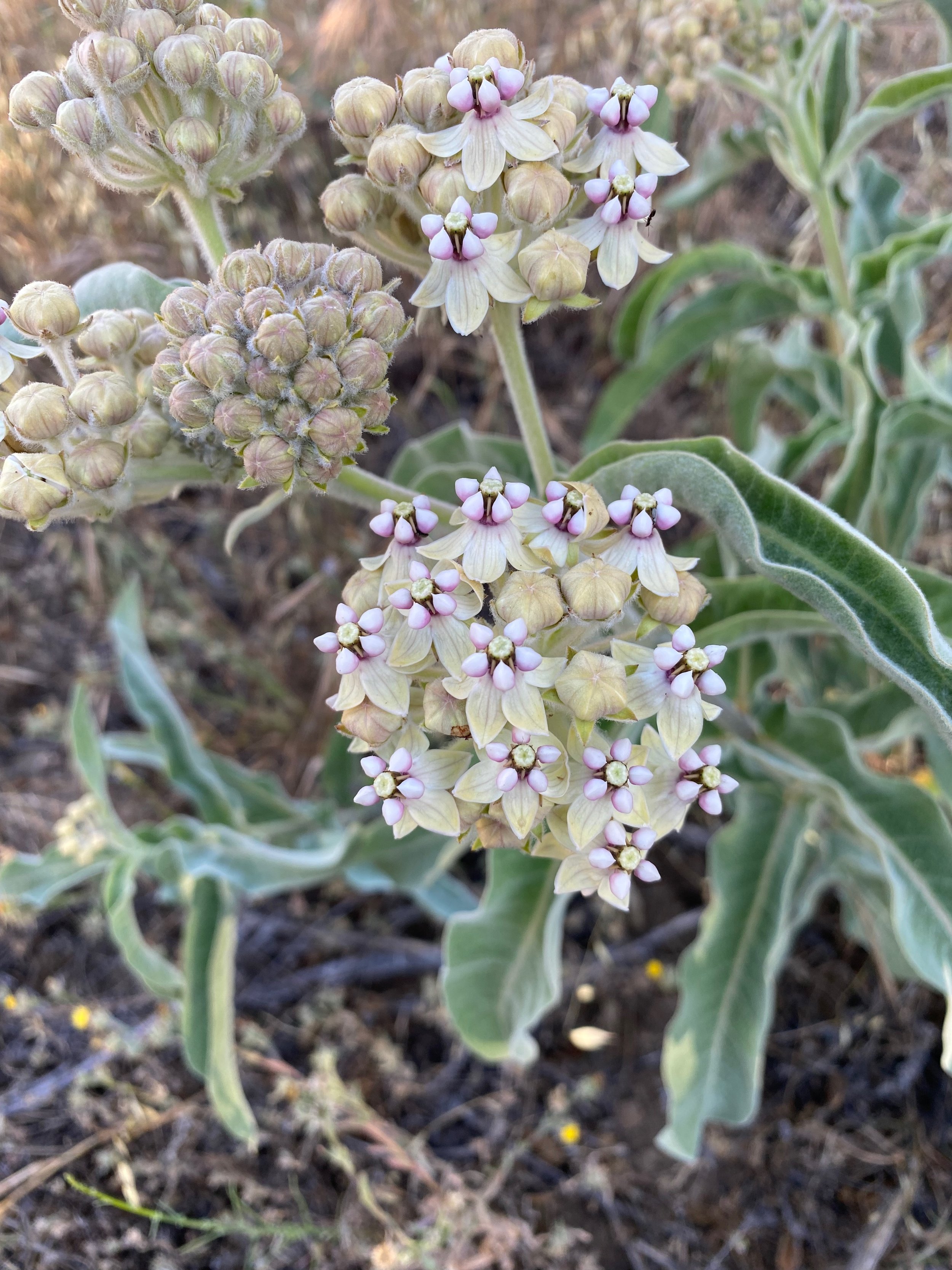 Woollypod Milkweed
