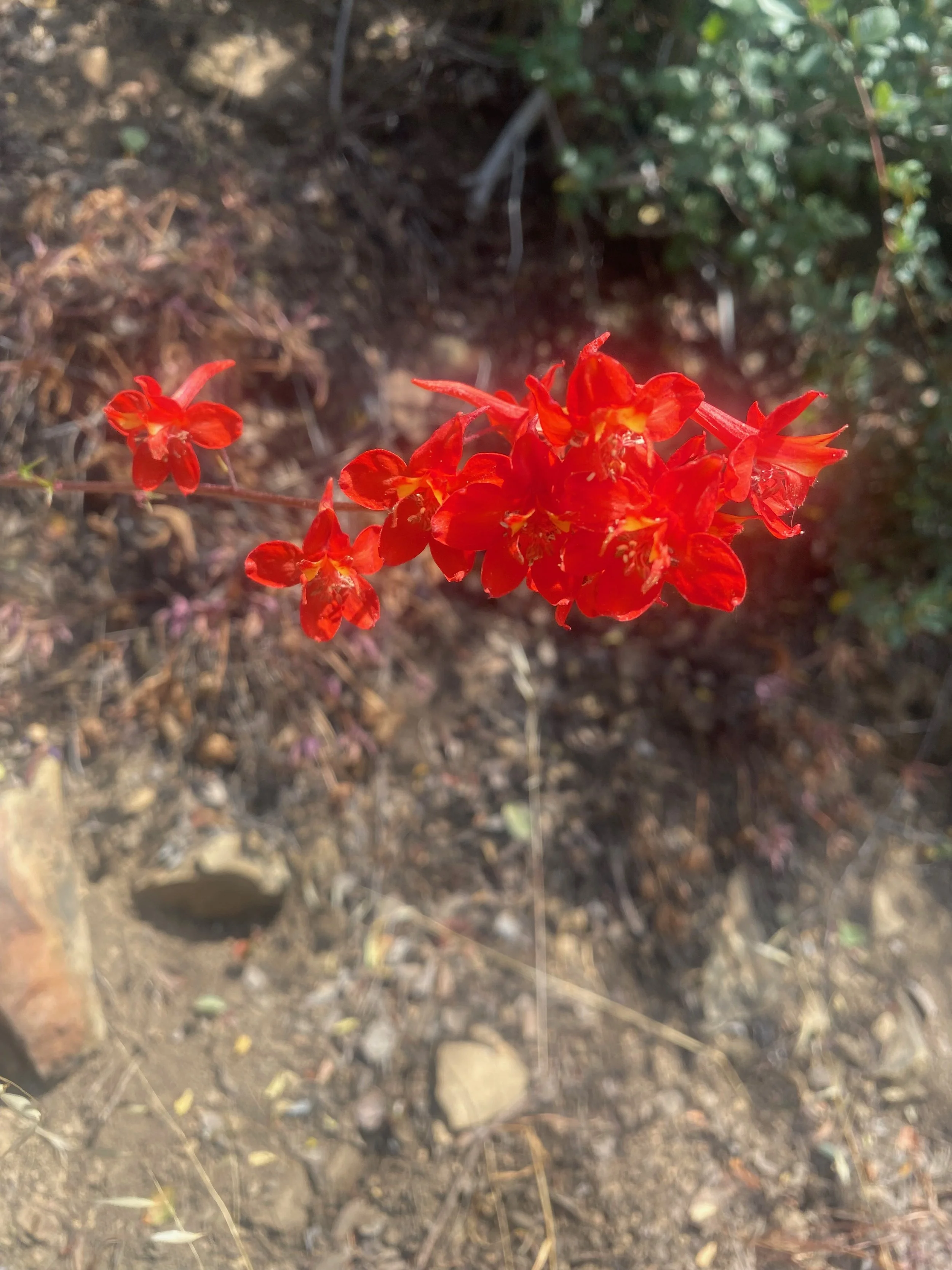 Scarlet Larkspur