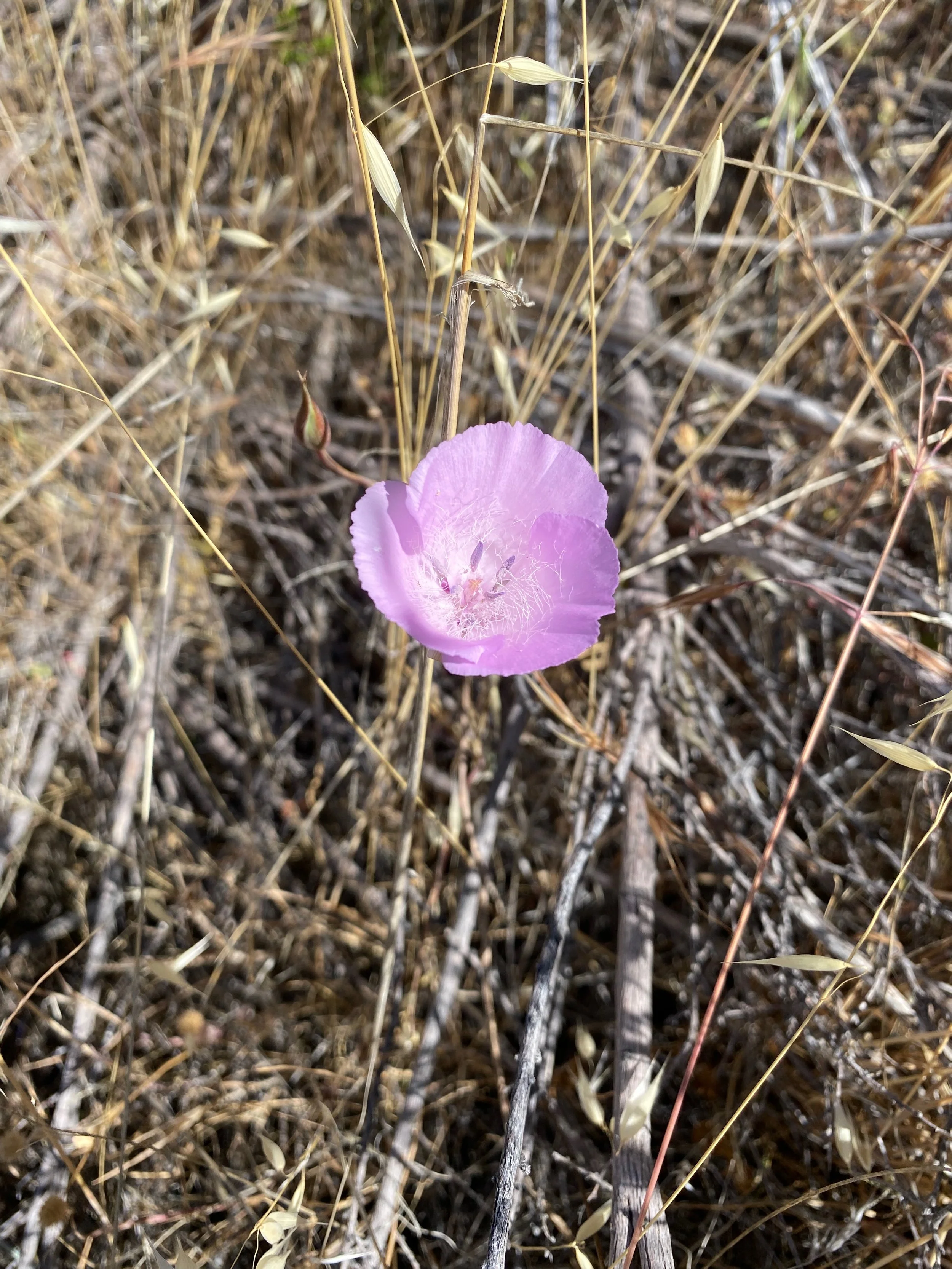 Splendid Mariposa Lily