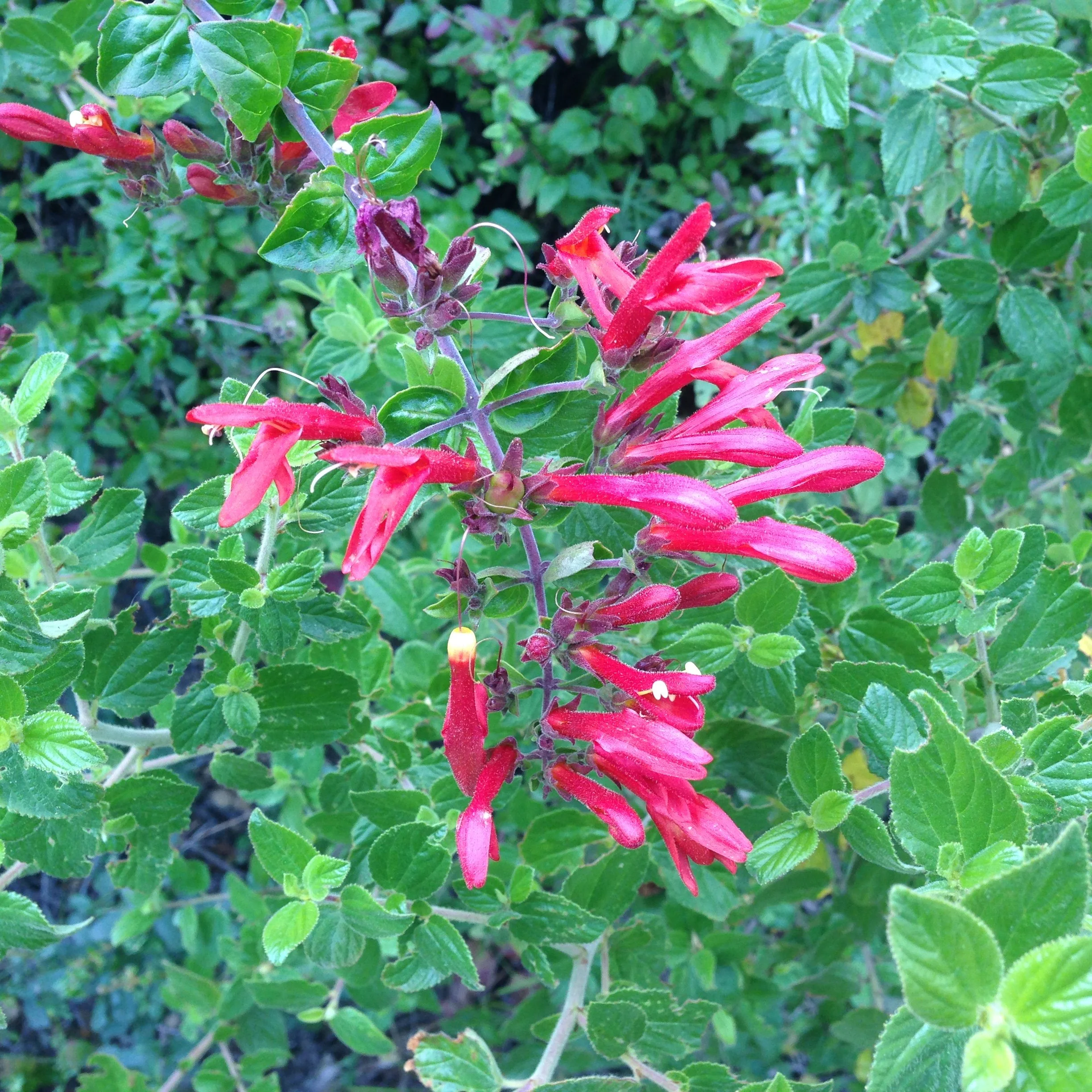 Heartleaf Keckiella (aka Climbing penstemon)