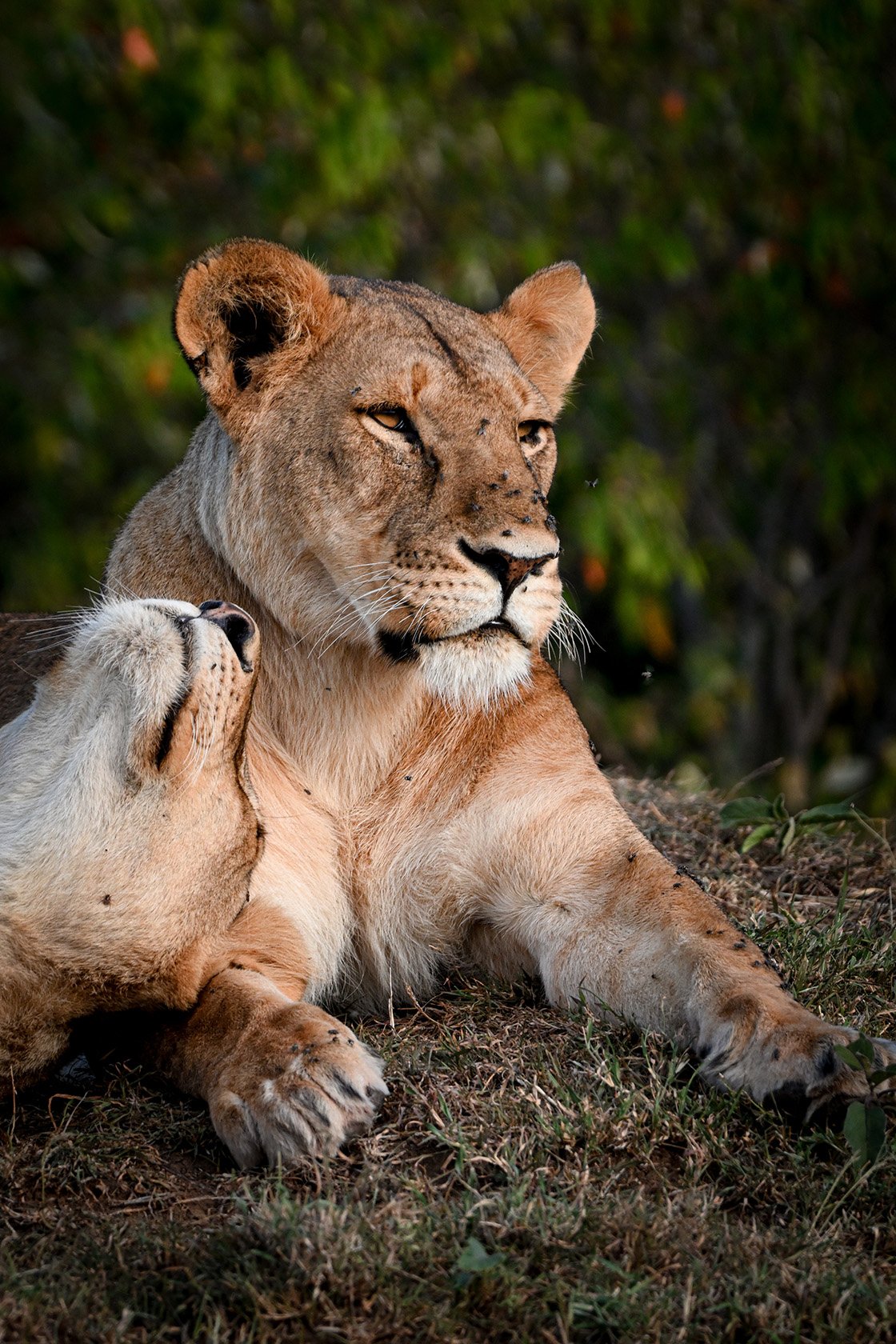 Naboisho Conservancy, Kenya