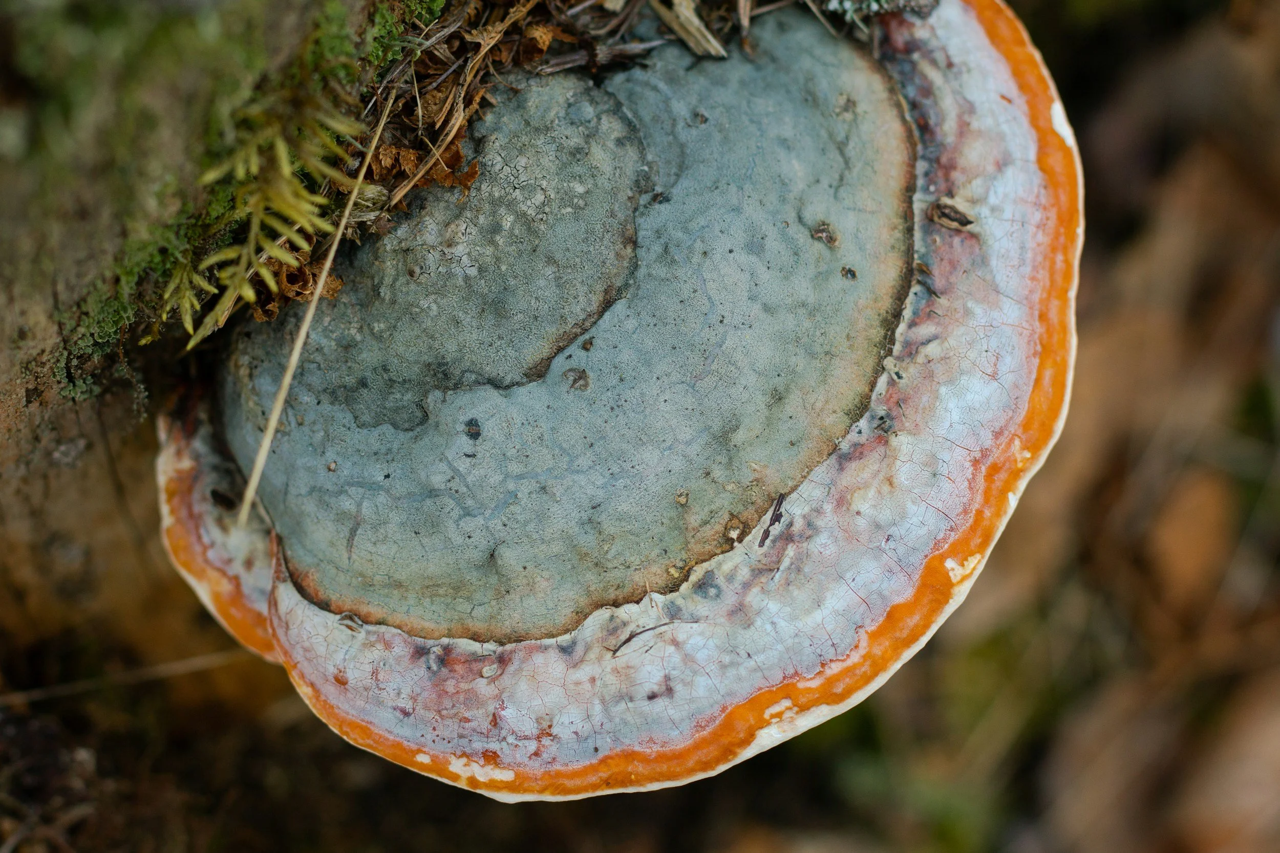 CBD und Chaga: Eine faszinierende Entdeckung in der Hautpflege