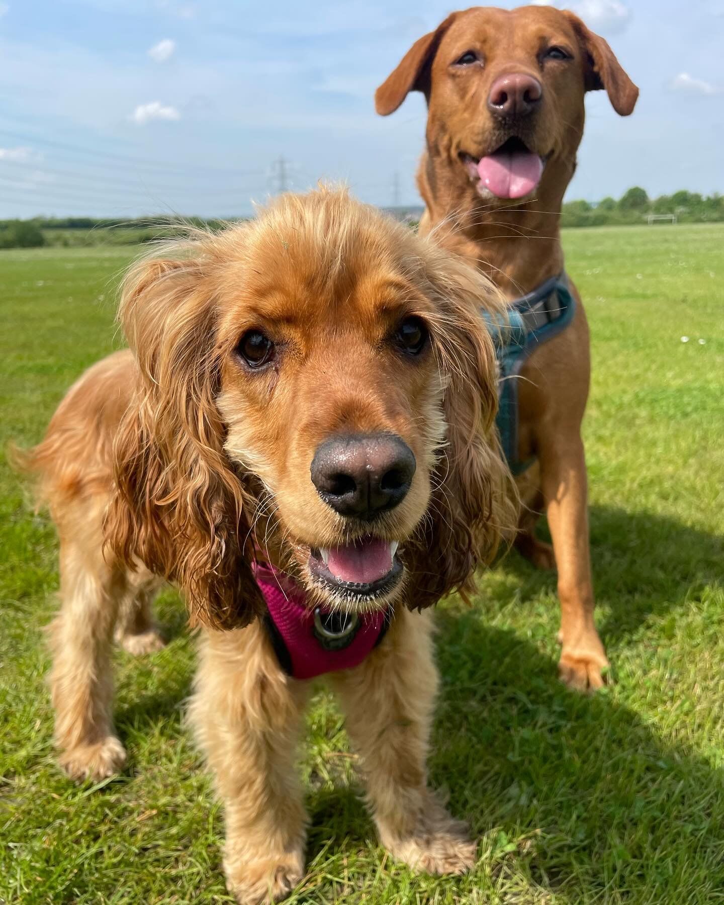 Catching up on Friday&rsquo;s pics!

#dogwalker
#leightonbuzzard&nbsp;#leightonbuzzarddogwalker&nbsp;#dogwalkerleightonbuzzard
#leightonbuzzardbusiness&nbsp;#leightonbuzzardlocal