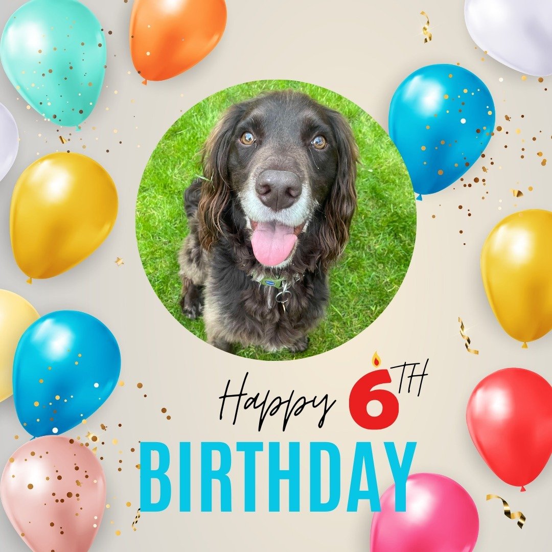 Happy 6th birthday to my very own Ozzy. You are such a good pooch, so funny and full of personality. Life is good, but with you Ozzy Ozzbert, it is perfect. Love you buddy 😘🎉🎂

#birthdaydog #dogwalker
#leightonbuzzard #leightonbuzzarddogwalker #do