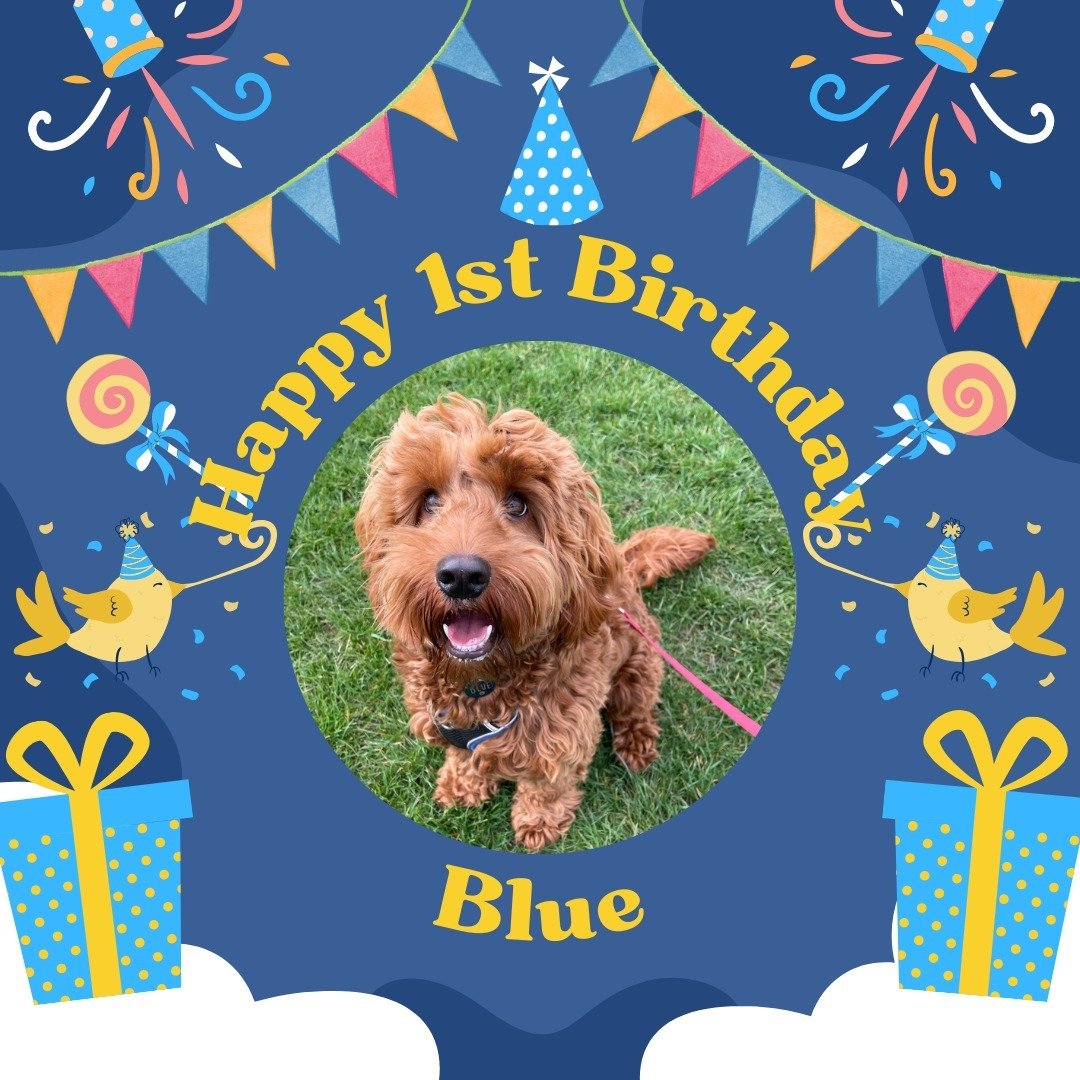 Happy 1st Birthday to Blue! I've loved seeing you graduate from my pop-in visits &amp; puppy walks to joining the group walks over the last year. You are a super ⭐. I hope your pawrents spoiled you rotten! 🎾🥩🍗🎉🎂

#birthdaydog #cockapoo #dogwalke