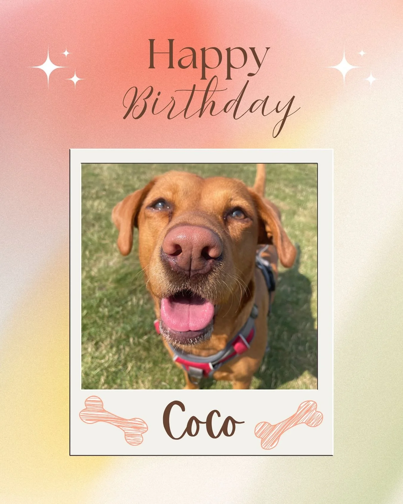 Happy birthday for yesterday Coco! You are such a good pooch and I love having you on our group walks. I&rsquo;ve missed you the last couple weeks of the school holidays but lucky me your pawrents booked you in this week! 

#dogwalker
#leightonbuzzar