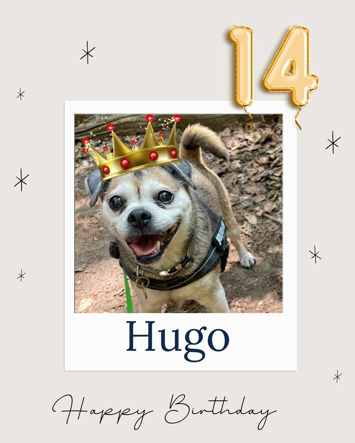 Happy birthday to Hugo who turned 14 yesterday! Hugo you are such a little sweetheart. I hope your pawrents spoiled you! 

#dogwalker
#leightonbuzzard&nbsp;#leightonbuzzarddogwalker&nbsp;#dogwalkerleightonbuzzard
#leightonbuzzardbusiness&nbsp;#leight