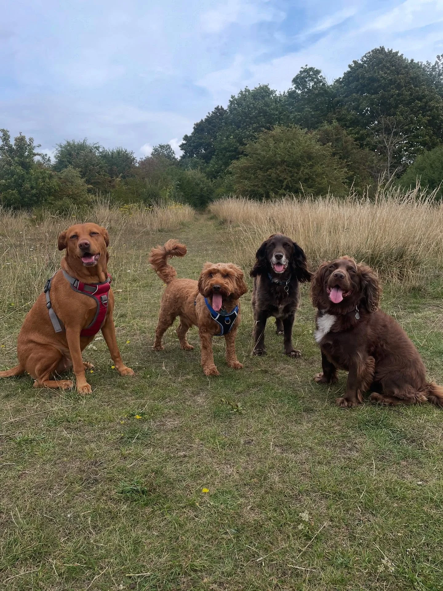 Agh! I&rsquo;m behind on posting pics! Can&rsquo;t let the new week start before I&rsquo;ve posted last weeks pics. It&rsquo;s gonna be hot this week 🥵 so earlier walks and pop-ins where needed

#dogwalker
#leightonbuzzard&nbsp;#leightonbuzzarddogwa
