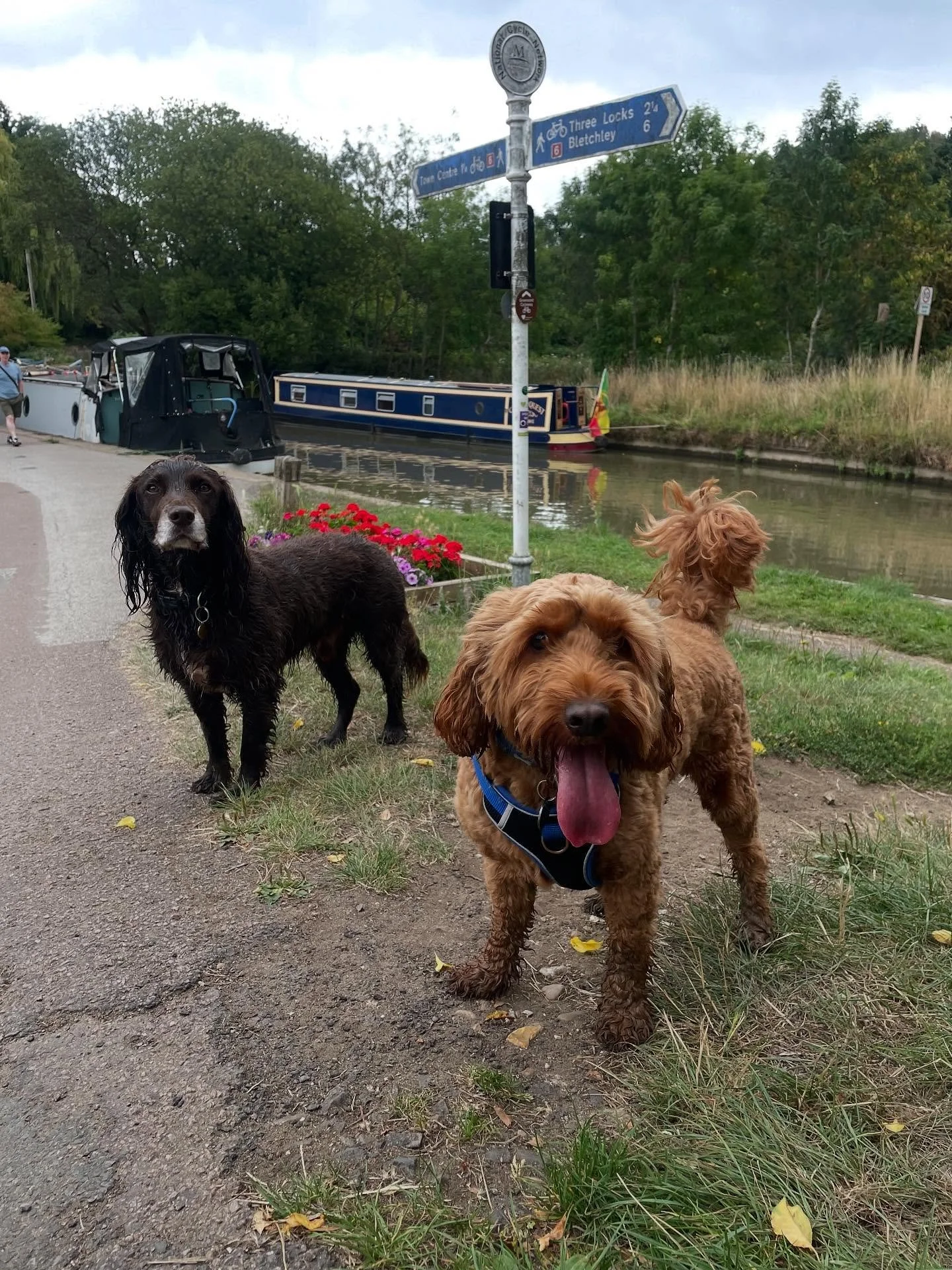 Enjoying the slow pace while everyone seems to be away on holiday. A couple more weeks and my term time pooches will be back!

#dogwalker
#leightonbuzzard&nbsp;#leightonbuzzarddogwalker&nbsp;#dogwalkerleightonbuzzard
#leightonbuzzardbusiness&nbsp;#le
