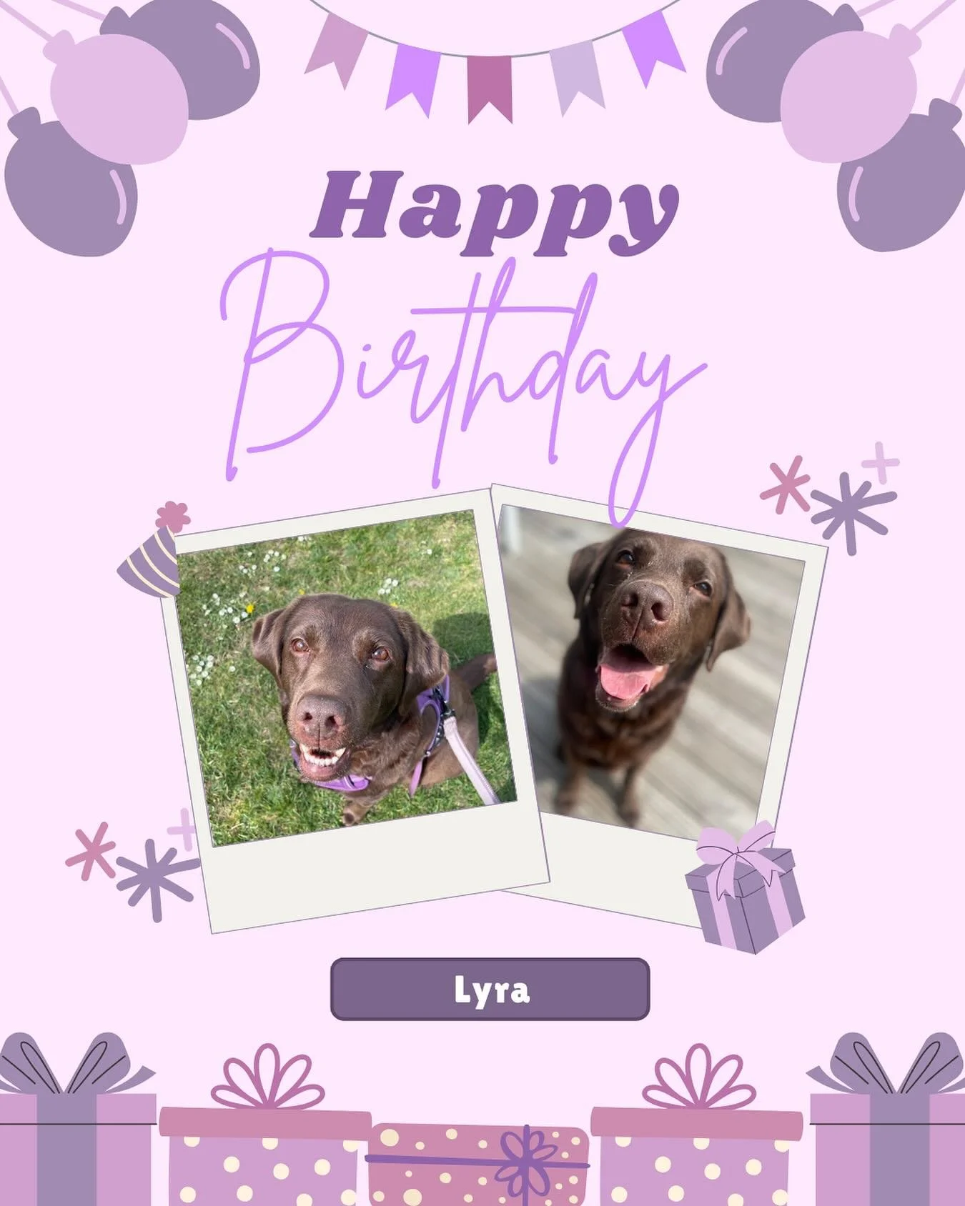 Happy birthday to Lyra! You are the sweetest (and cheekiest) girlie around and I love having you on our walks. Hope your mama spoiled you and speedy recovery from your op so you can get back to walkies. We miss you!

#dogwalker
#leightonbuzzard&nbsp;