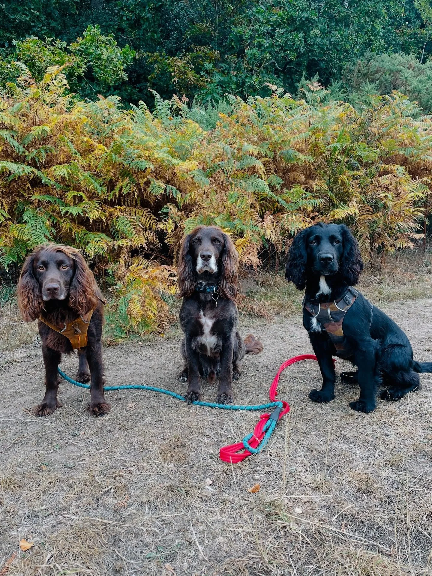Serious Spaniels. Don&rsquo;t they know it&rsquo;s Friday?

#dogwalker
#leightonbuzzard&nbsp;#leightonbuzzarddogwalker&nbsp;#dogwalkerleightonbuzzard
#leightonbuzzardbusiness&nbsp;#leightonbuzzardlocal