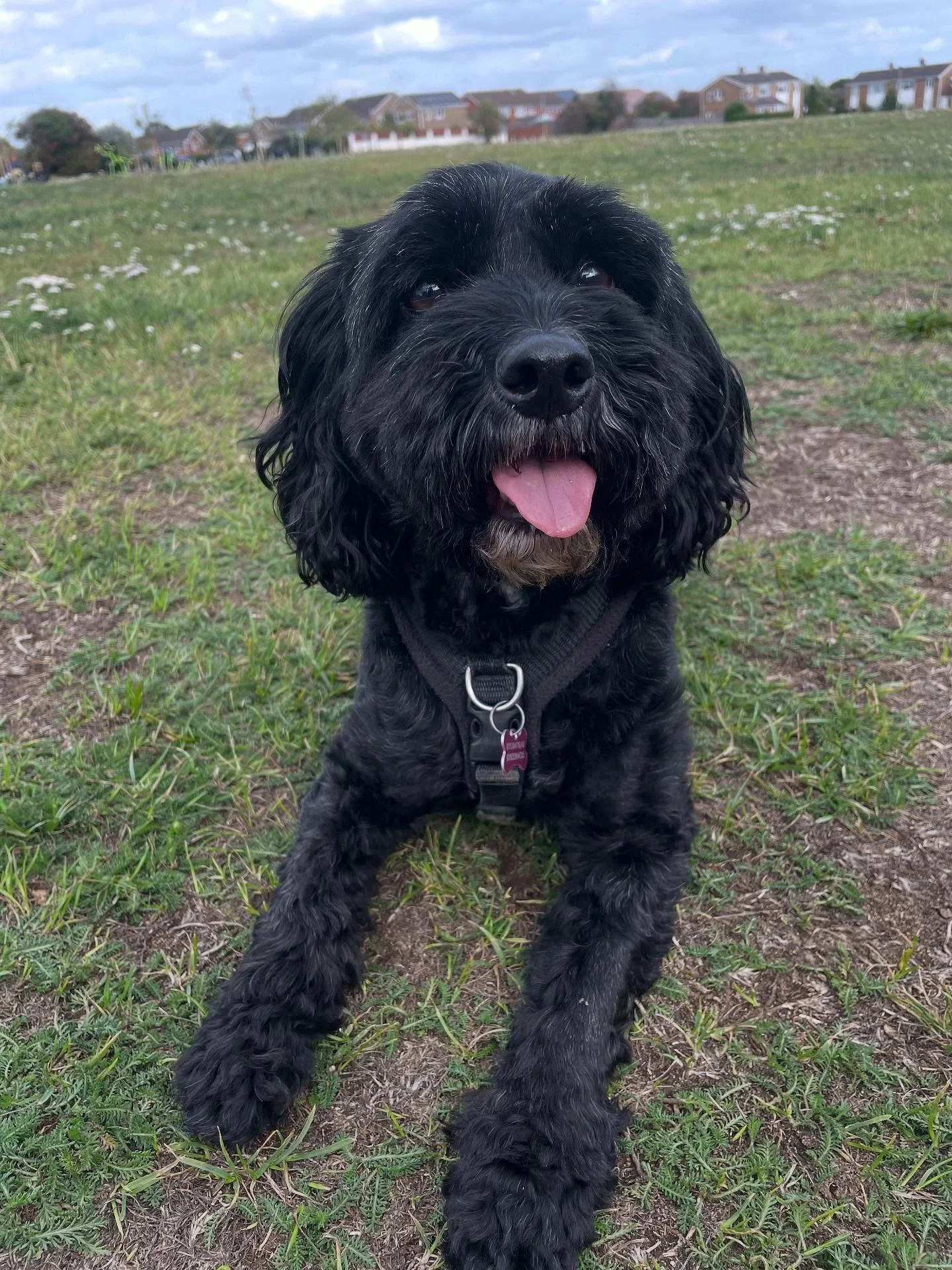 Somehow managed to walk all the dogs in between rain showers. #dogwalkergoals 🙌🏻

Welcome back Coco &amp; Molly, we missed you!

#dogwalker
#leightonbuzzard&nbsp;#leightonbuzzarddogwalker&nbsp;#dogwalkerleightonbuzzard
#leightonbuzzardbusiness&nbsp