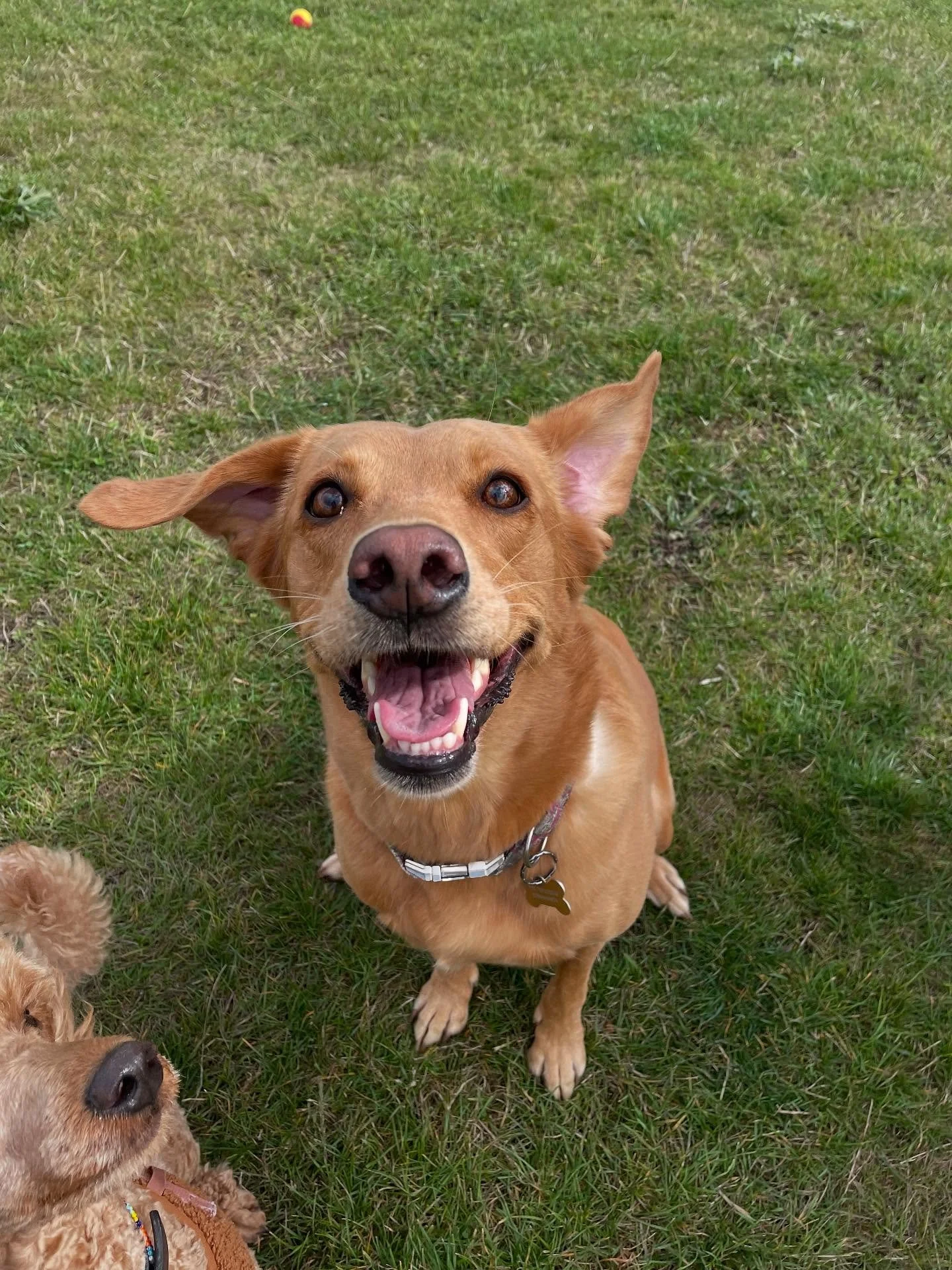Miraculously managed to avoid the downpours today! ☔️💧And was thinking of my fellow dog walkers hoping you all had finished by around 2pm. 

#dogwalker
#leightonbuzzard&nbsp;#leightonbuzzarddogwalker&nbsp;#dogwalkerleightonbuzzard
#leightonbuzzardbu