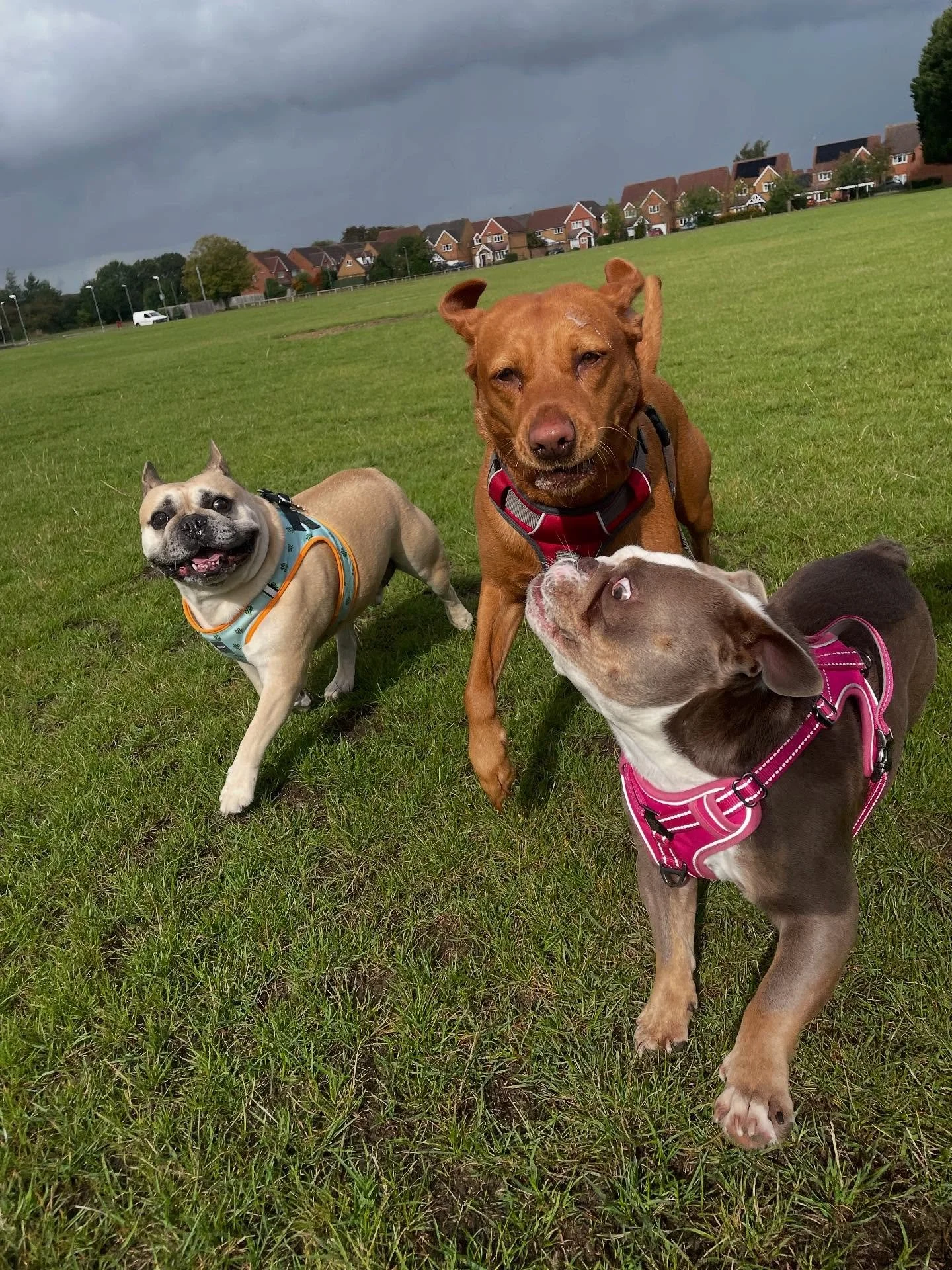 My boys are finally back to school today. Yay! 💃 But I&rsquo;m sure they got absolutely drenched on their way there. I somehow managed to dodge the rain again and we had a super fun walk in sun!

#dogwalker
#leightonbuzzard&nbsp;#leightonbuzzarddogw