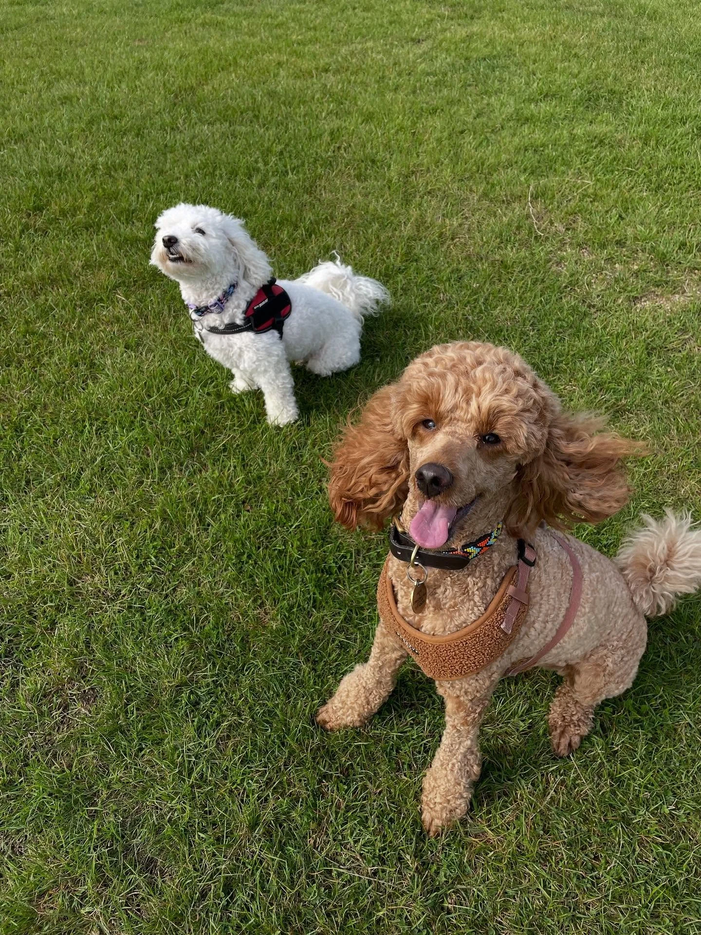 Saturday walkies with Willow &amp; Alma&hellip;and of course my Ozzy🥰

#dogwalker
#leightonbuzzard&nbsp;#leightonbuzzarddogwalker&nbsp;#dogwalkerleightonbuzzard
#leightonbuzzardbusiness&nbsp;#leightonbuzzardlocal