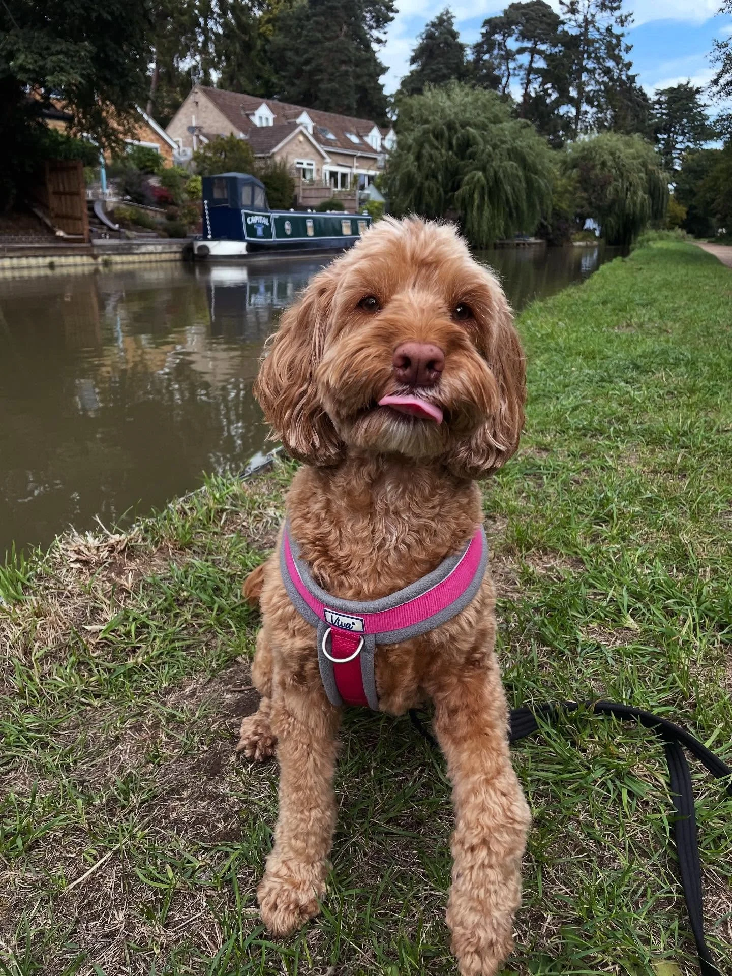 Loved walking Coco today while her pawrents ran the London Big Half today! She was such a good girlie. 🥰

#dogwalker
#leightonbuzzard&nbsp;#leightonbuzzarddogwalker&nbsp;#dogwalkerleightonbuzzard
#leightonbuzzardbusiness&nbsp;#leightonbuzzardlocal