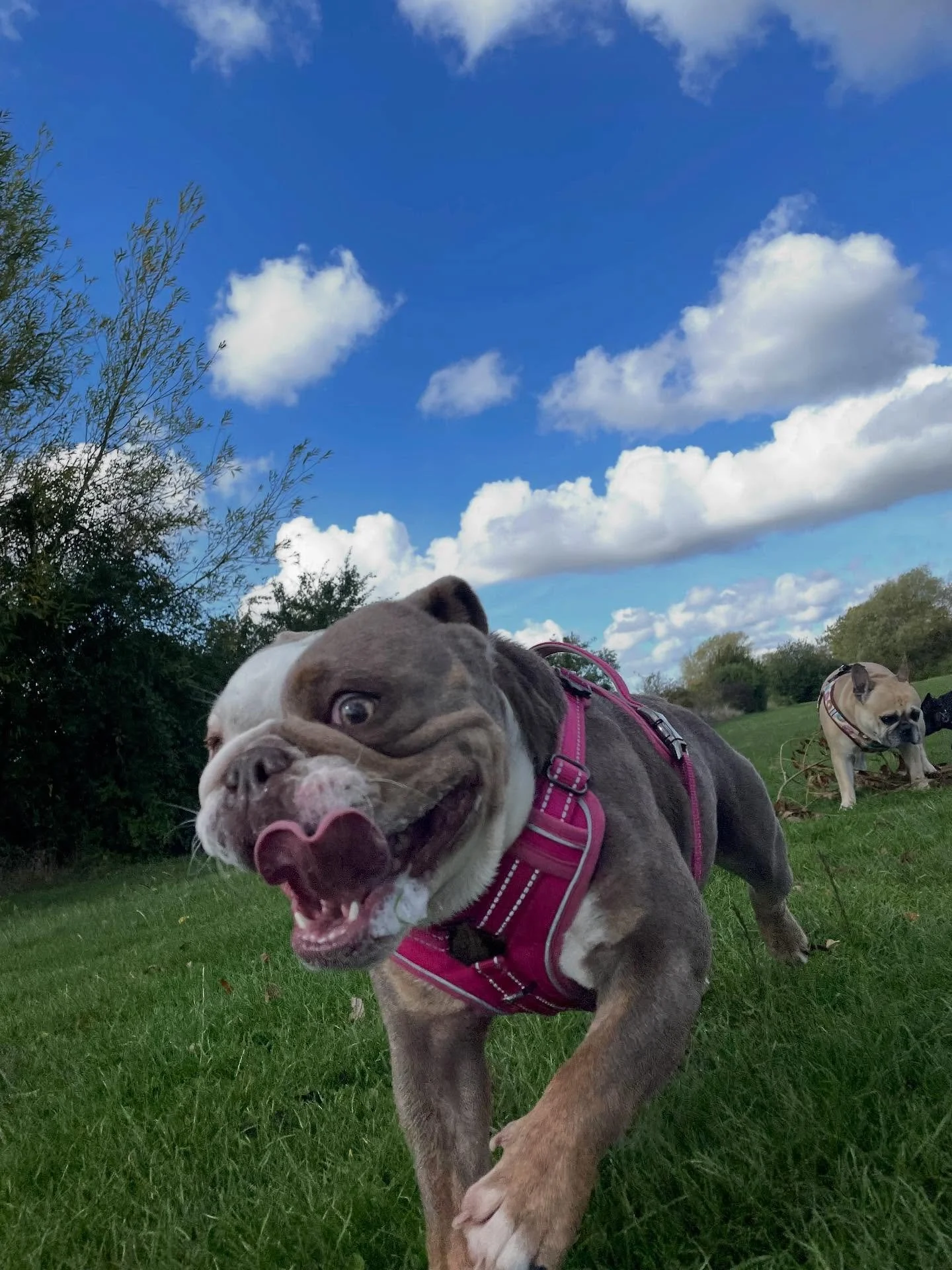 Another fantastic day! I really do love my job 🥰

#dogwalker
#leightonbuzzard&nbsp;#leightonbuzzarddogwalker&nbsp;#dogwalkerleightonbuzzard
#leightonbuzzardbusiness&nbsp;#leightonbuzzardlocal