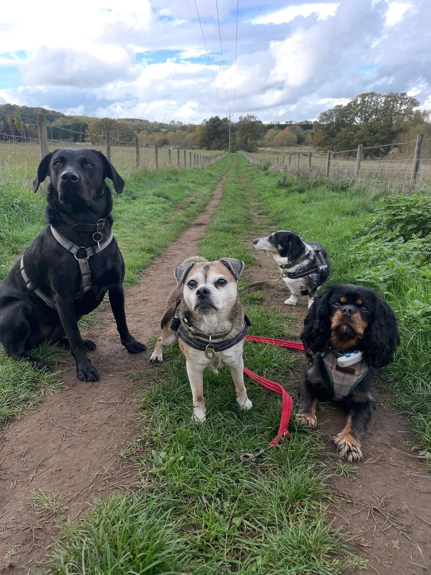 Another lovely day for walkies! Not so sure about tomorrow though 😬☔️💨

#dogwalker
#leightonbuzzard&nbsp;#leightonbuzzarddogwalker&nbsp;#dogwalkerleightonbuzzard
#leightonbuzzardbusiness&nbsp;#leightonbuzzardlocal