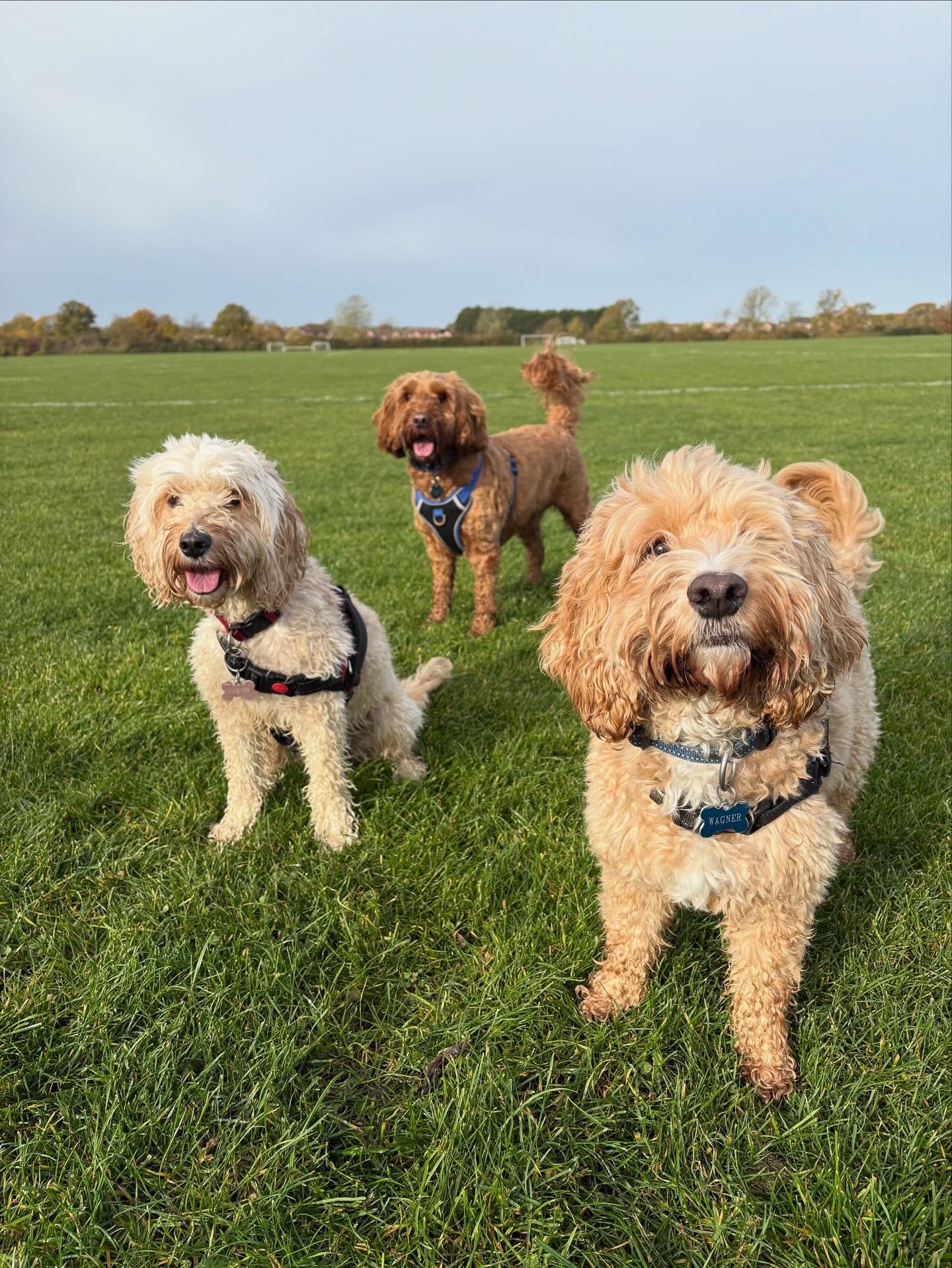 Maggie, Bailey and Blue, you&rsquo;re in the dog house now!  How did you three lose the ball in under a minute today? Honestly it just vanished and we couldn&rsquo;t even blame it on some other dogs stealing it as we were the only ones around 🤷🏼&zw