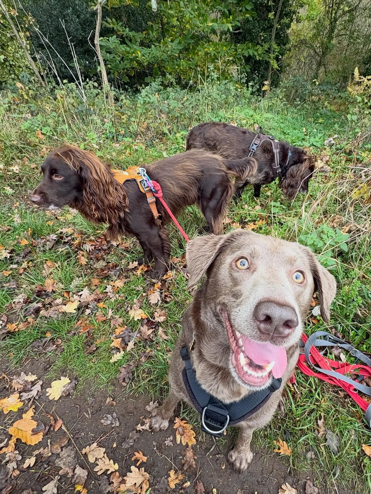 Just two walks today and finished early before the rain! 
Have a great weekend!

#dogwalker
#leightonbuzzard&nbsp;#leightonbuzzarddogwalker&nbsp;#dogwalkerleightonbuzzard
#leightonbuzzardbusiness&nbsp;#leightonbuzzardlocal