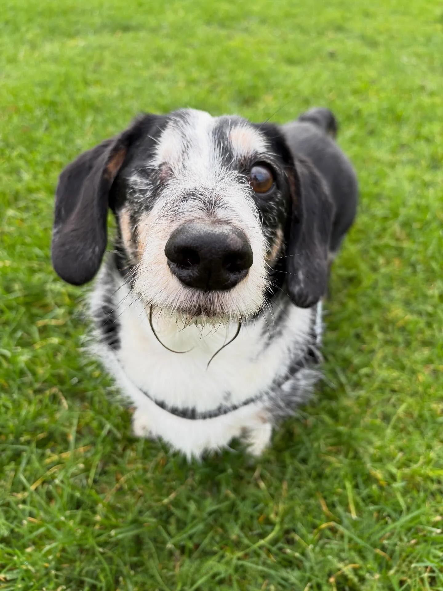 Shout out to Rocky who had to have surgery on his eye recently. He&rsquo;s recovered so well and is an absolute champ 💪🏻 Back to regular group walks with his bro Hugo and his friends. 👏🏻 Such a happy boy😁

#dogwalker
#leightonbuzzard&nbsp;#leigh