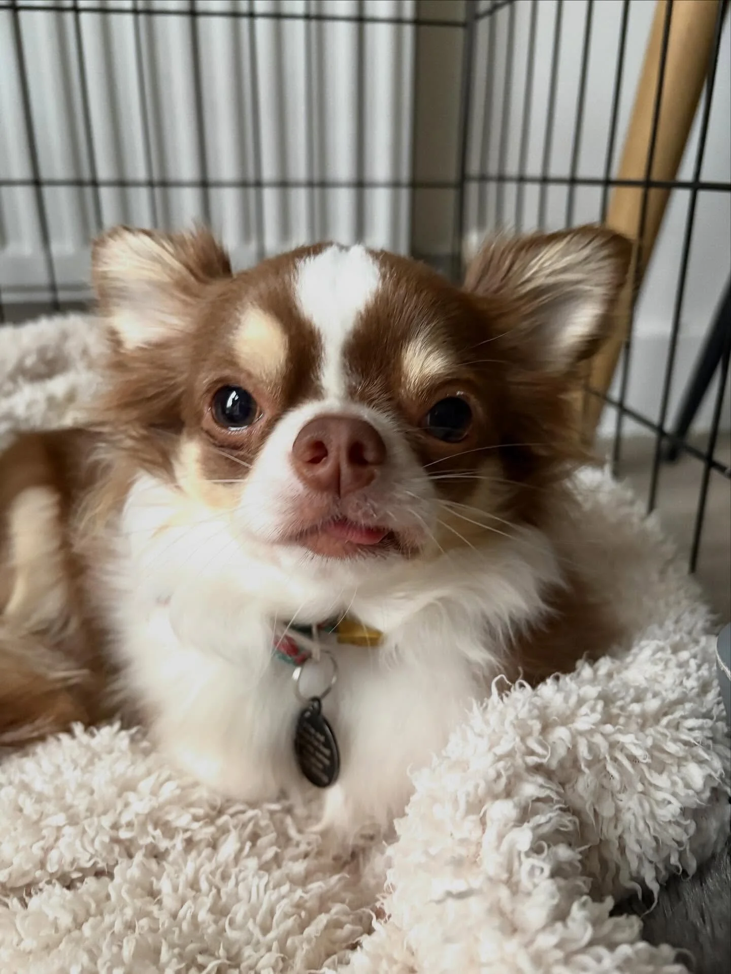 Well after storm Claudia, I hope everyone has a super cosy weekend! Cosy like Teddy here 😍

#dogwalker
#leightonbuzzard&nbsp;#leightonbuzzarddogwalker&nbsp;#dogwalkerleightonbuzzard
#leightonbuzzardbusiness&nbsp;#leightonbuzzardlocal