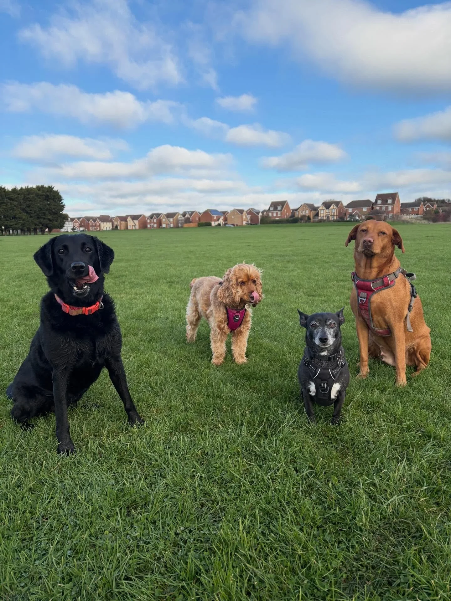Tuesday&rsquo;s late morning group walk with these beauties in the sunshine! ☀️

🐾 Dog walking spaces available 🐾

📍 Leighton Buzzard

#leightonbuzzarddogwalker