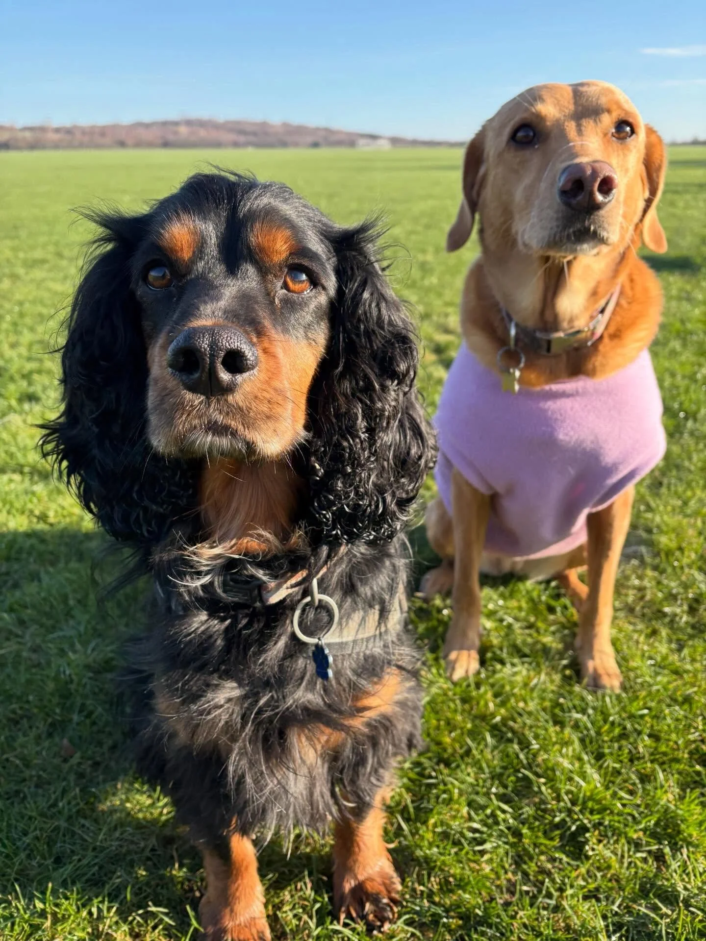 A big welcome to Monty the Spaniel who joined us for his first group walk today. He had a great trial walk with my dog Ozzy the other day, so I knew he&rsquo;d fit right in with the rest of the gang! What a ⭐️!

🐾 Dog walking spaces available 🐾

📍