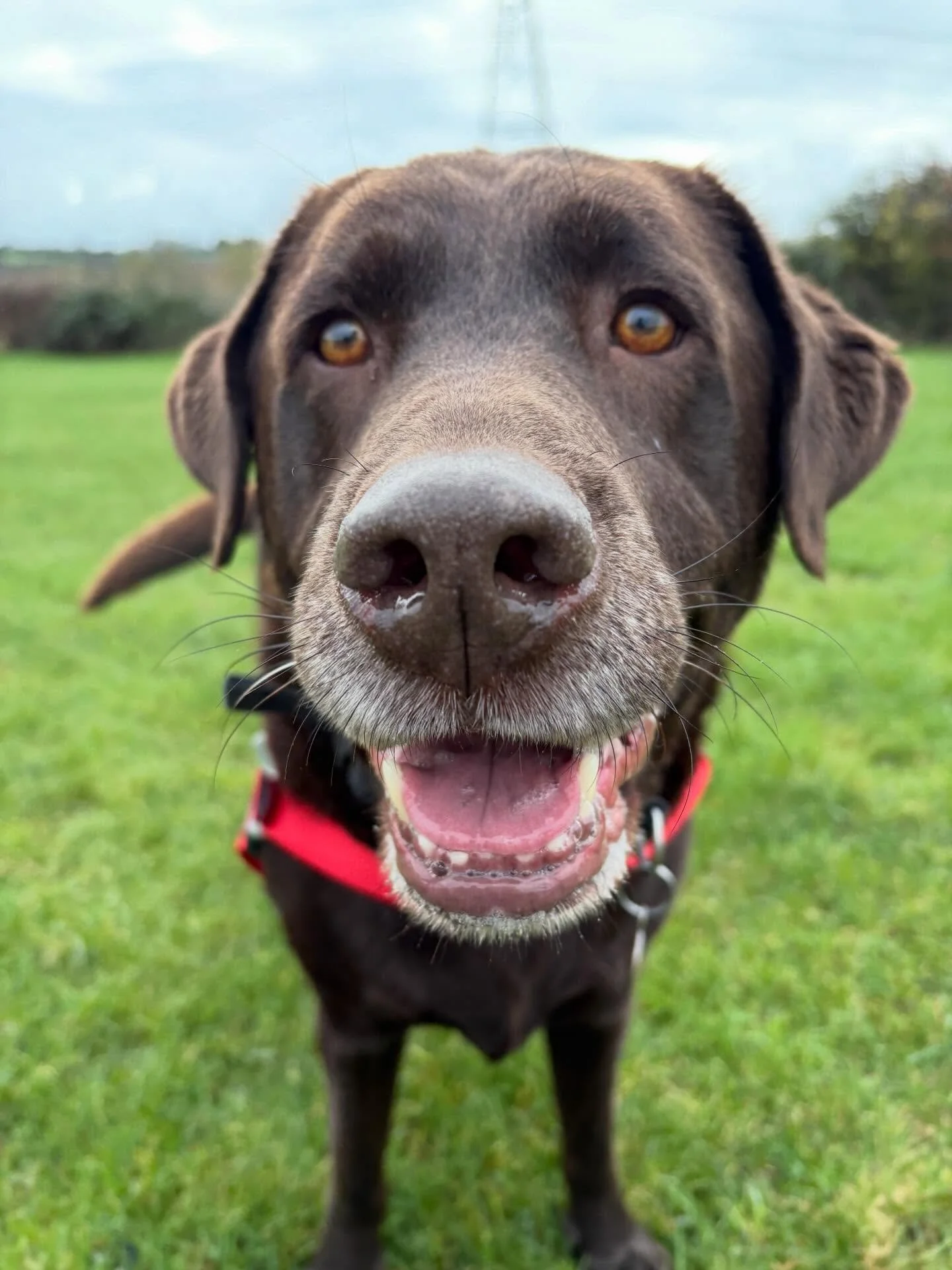 We had a special guest appearance from Buster this week. He&rsquo;s only booked in every once in a while but he fits right back in. Great to see him with his old pals and making some new ones. 

🐾 Dog walking spaces available 🐾

📍Leighton Buzzard
