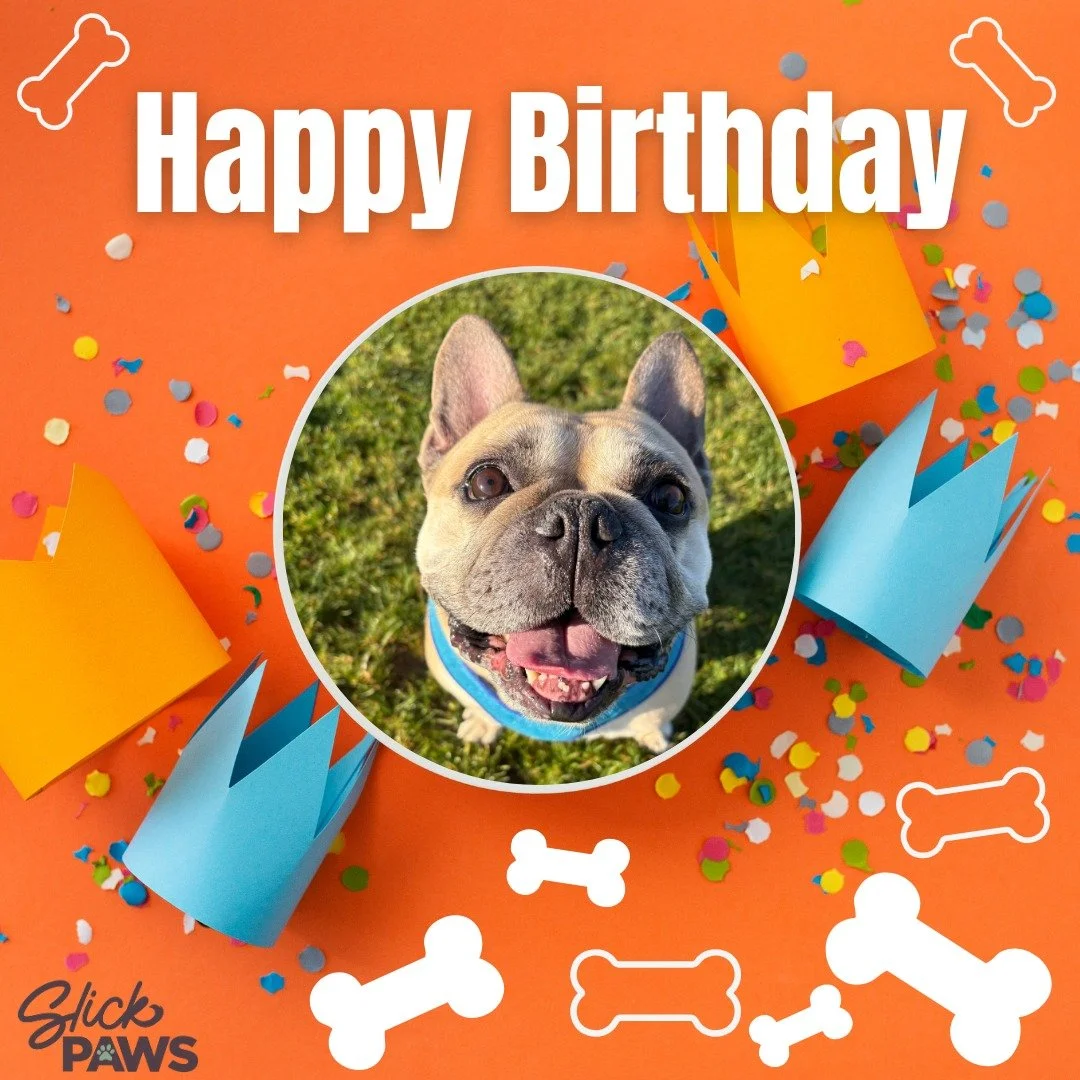 Happy birthday Mick! You definitely win the award for the amount of wees one dog can do in an hour 😂 I hope your pawrents spoiled you yesterday🍖🥓🥩

#frenchie
#leightonbuzzarddogwalker&nbsp;#dogwalkerleightonbuzzard