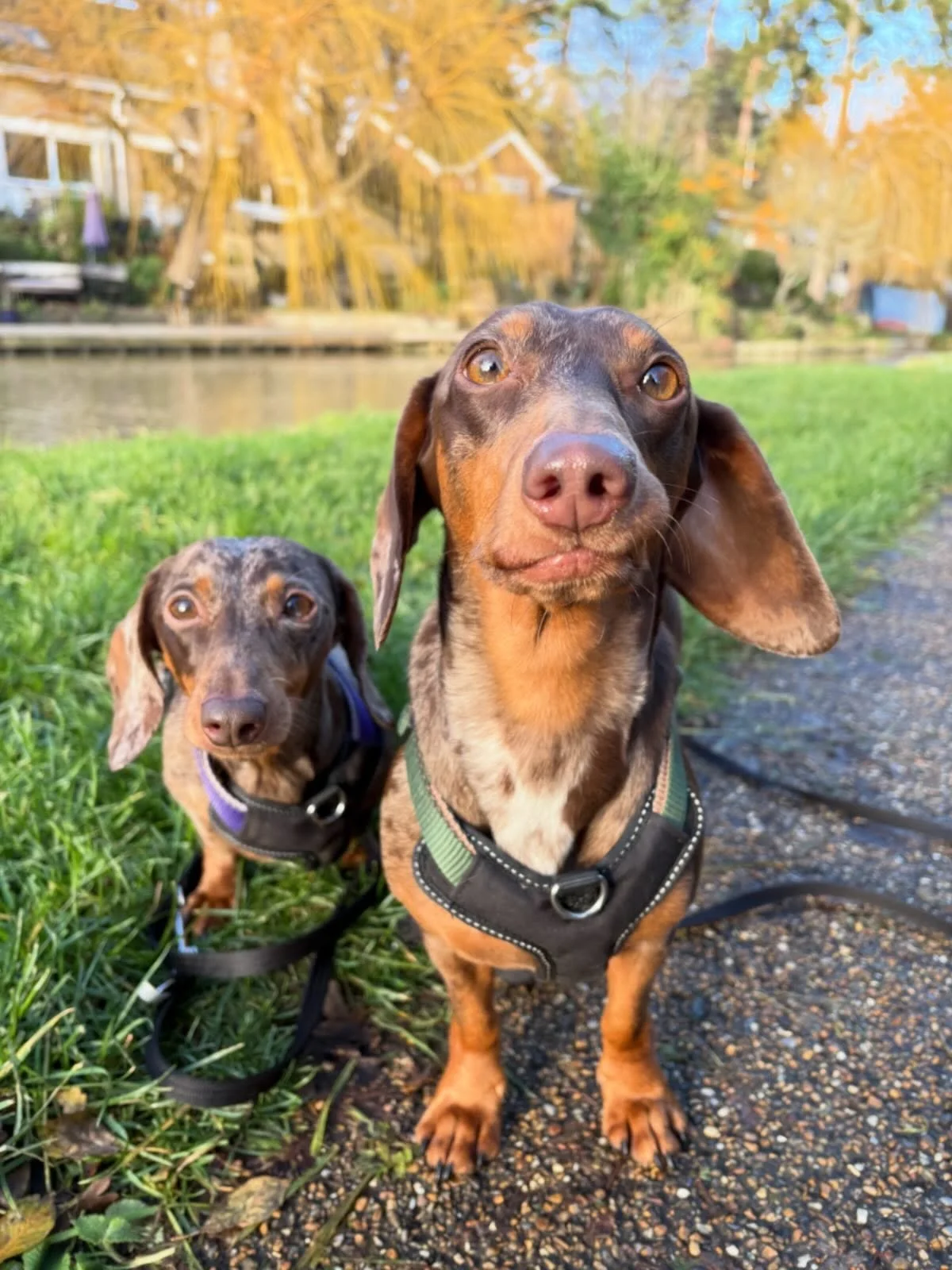 Penelope &amp; Franco had their first walk with me today and we had a lovely stroll along the canal. How cute are they?! 

#leightonbuzzarddogwalker #dogwalkerleightonbuzzard 
#dogwalker