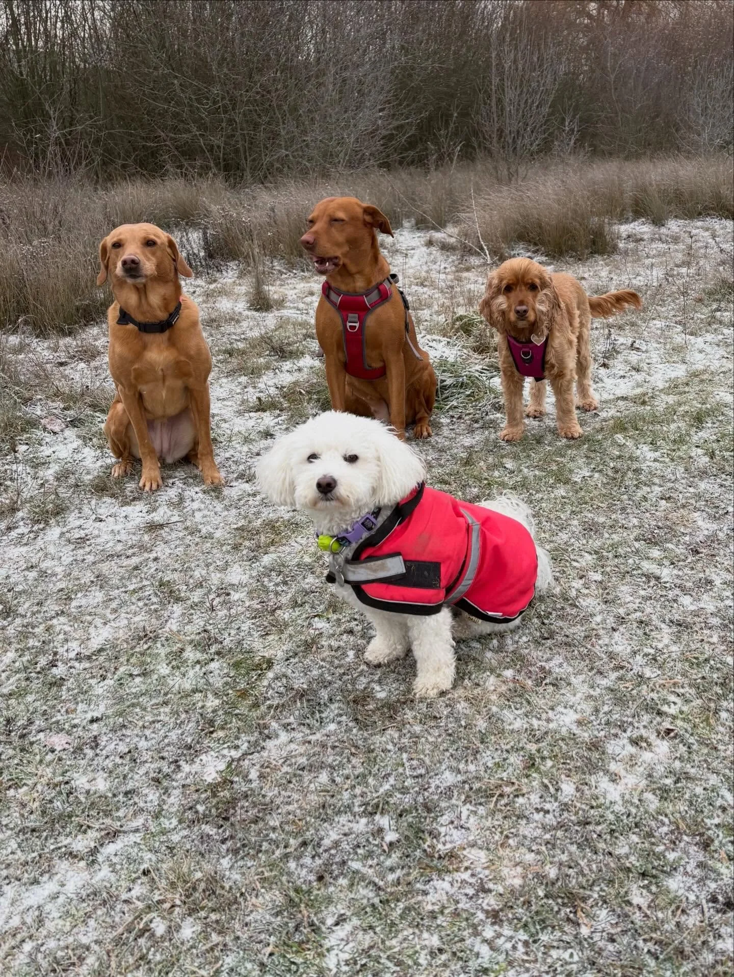 Snowy first group walk today. Doggos had a great time running around together after their Xmas break.

#dogwalker
#leightonbuzzarddogwalker 
#dogwalkerleightonbuzzard