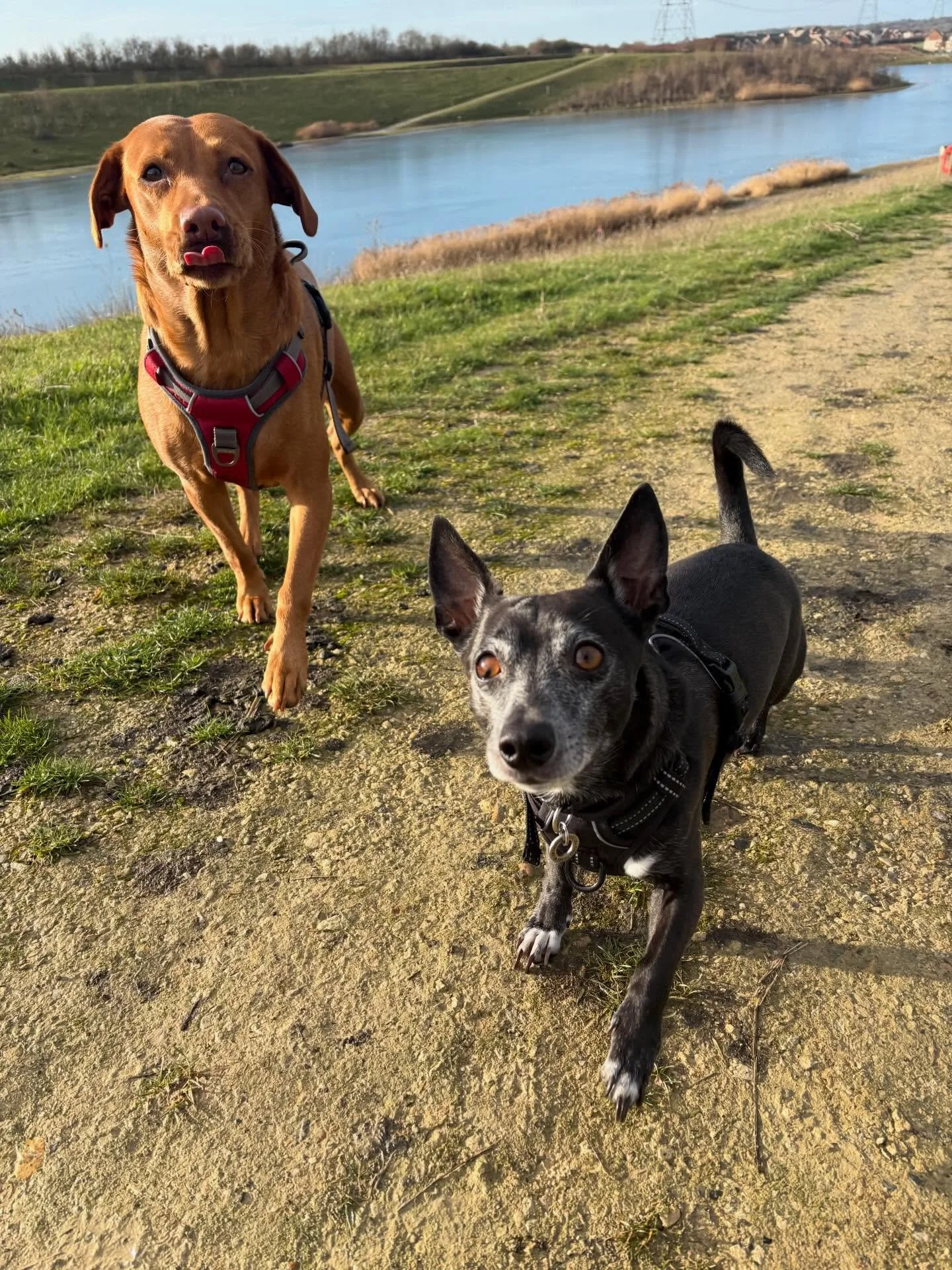 A couple spaces available for Friday if anyone needs a walk!

#dogwalker #leightonbuzzarddogwalker #dogwalkerleightonbuzzard