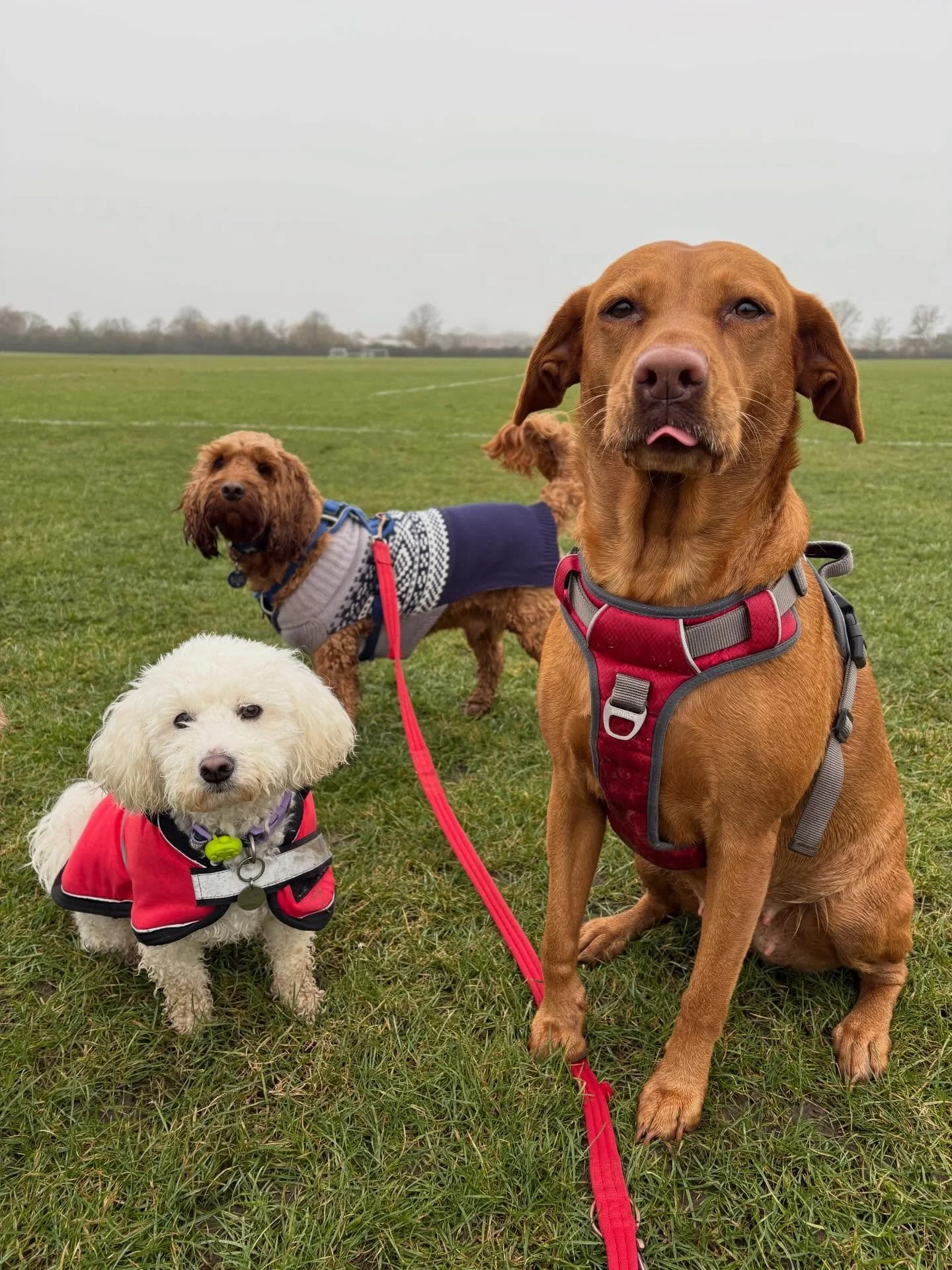 I hope everyone has had a great week back. I&rsquo;m already wishing for Spring! 💐🙏 Have a great weekend!

#dogwalker #dogwalkerleightonbuzzard #leightonbuzzarddogwalker