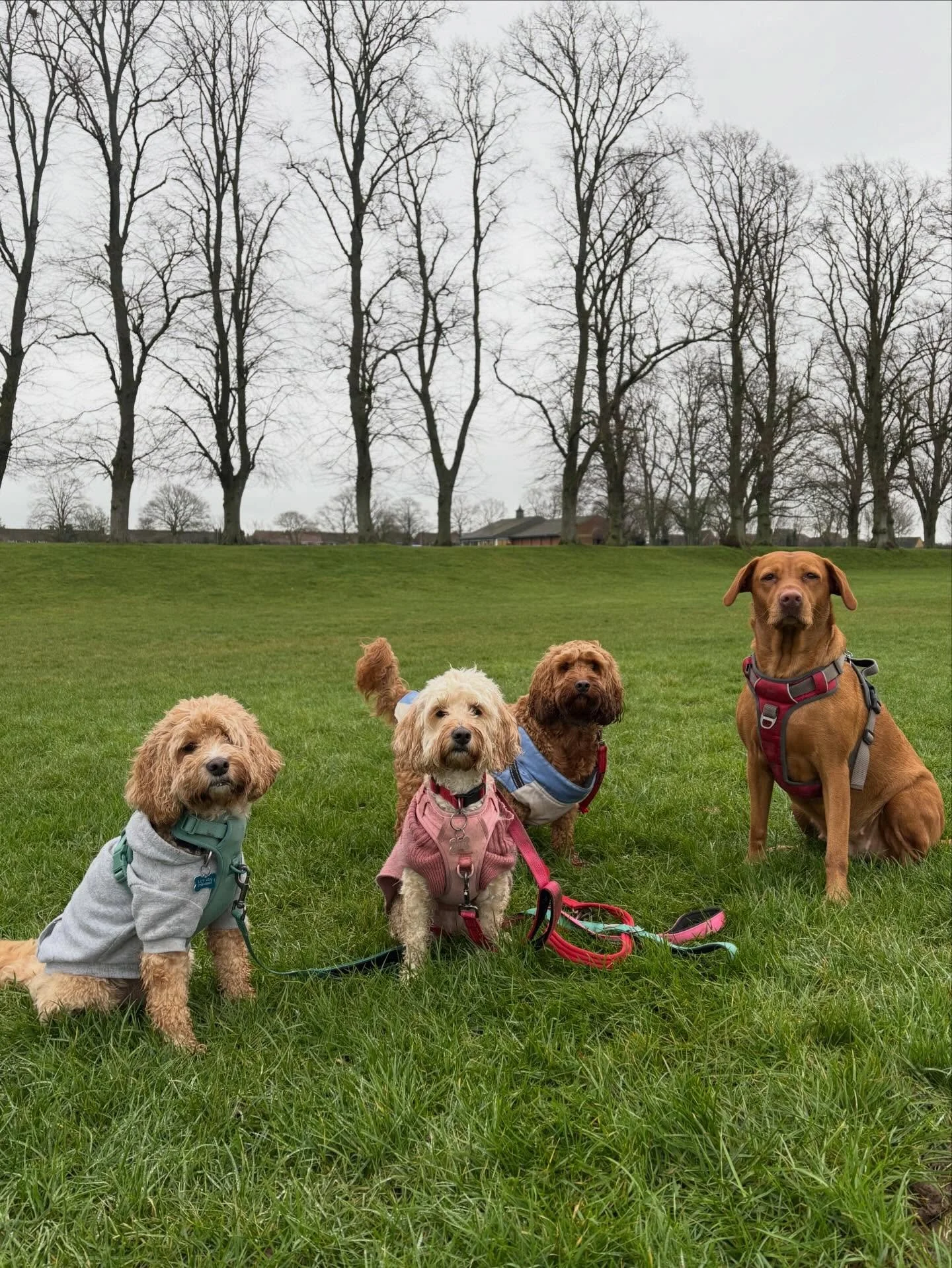 Well that was a soggy one! Not just this walk, I mean, the whole day! 😩 We still had fun though. And we&rsquo;re half way through January so that&rsquo;s something!

#dogwalker #leightonbuzzarddogwalker #dogwalkerleightonbuzzard