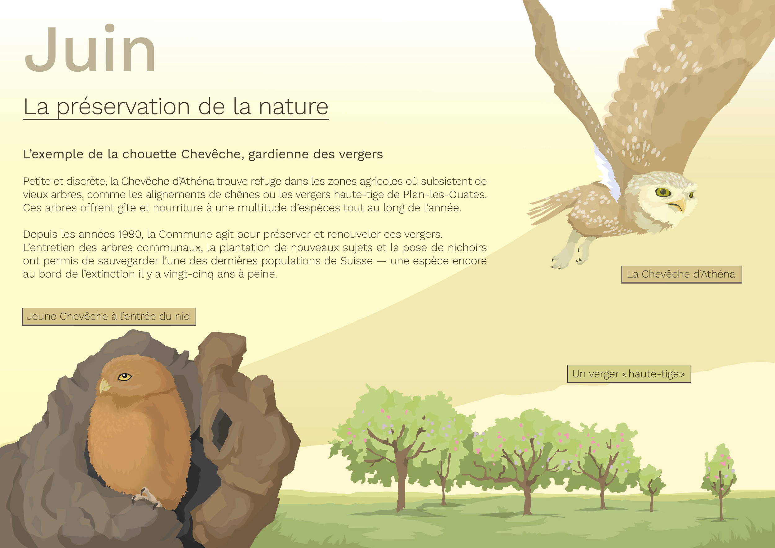 Une affiche illustrée sur la préservation de la nature en juin, montrant une chouette chevêche en vol à côté d'un arbre, un jeune chevêche dans un nid, et un verger avec plusieurs arbres en fleurs.