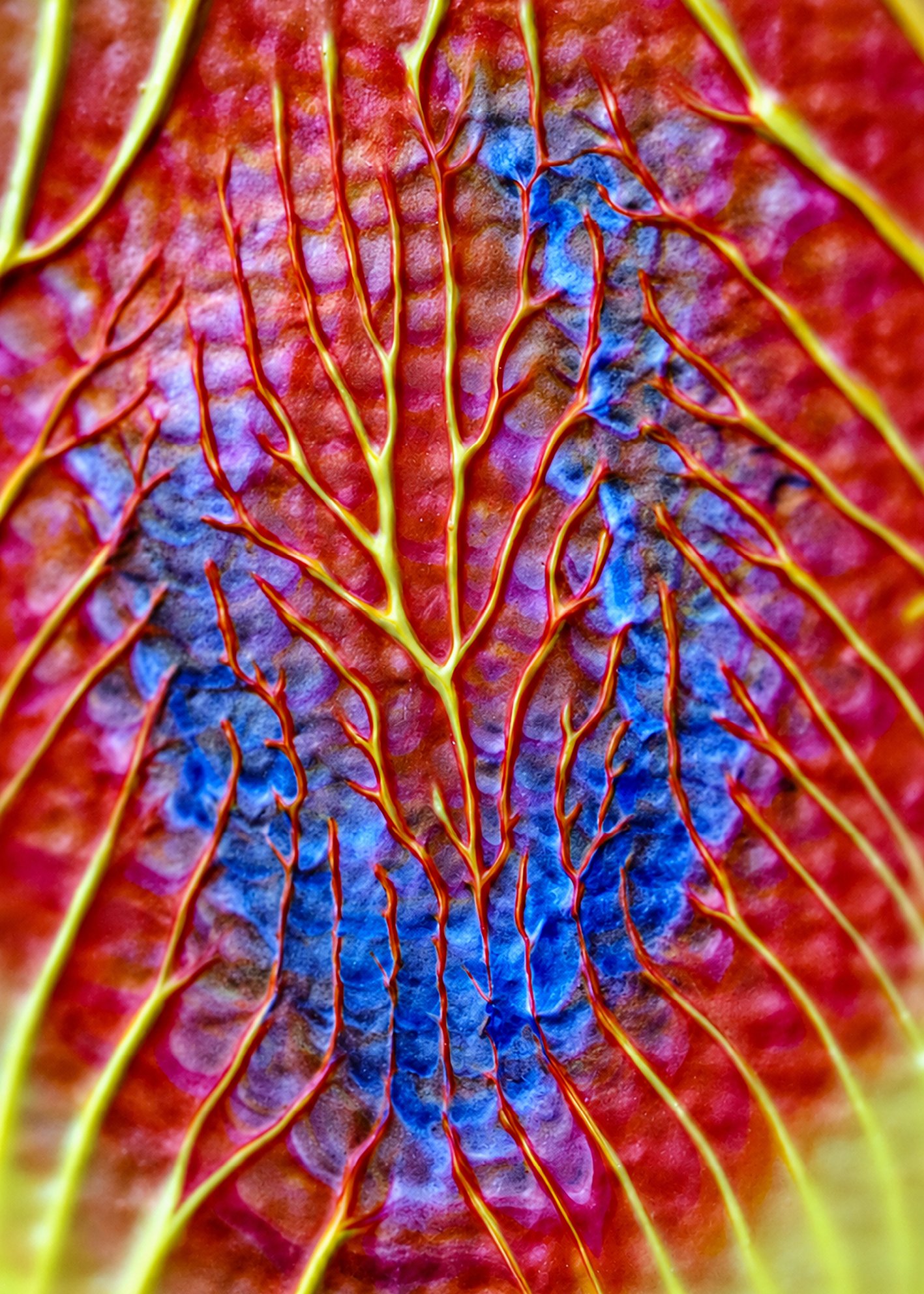 MACRO5.jpg