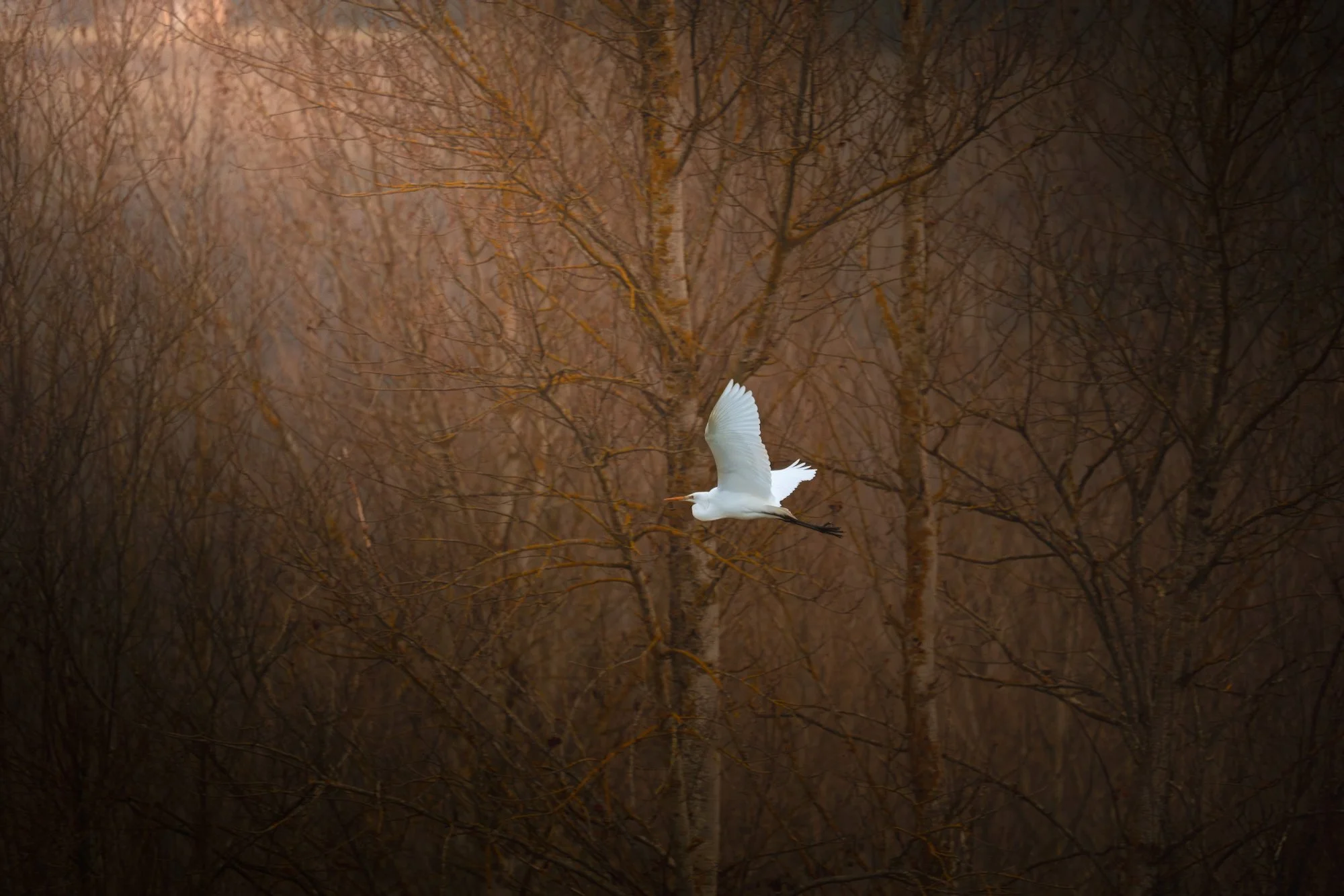 Domaine des Oiseaux à Mazères