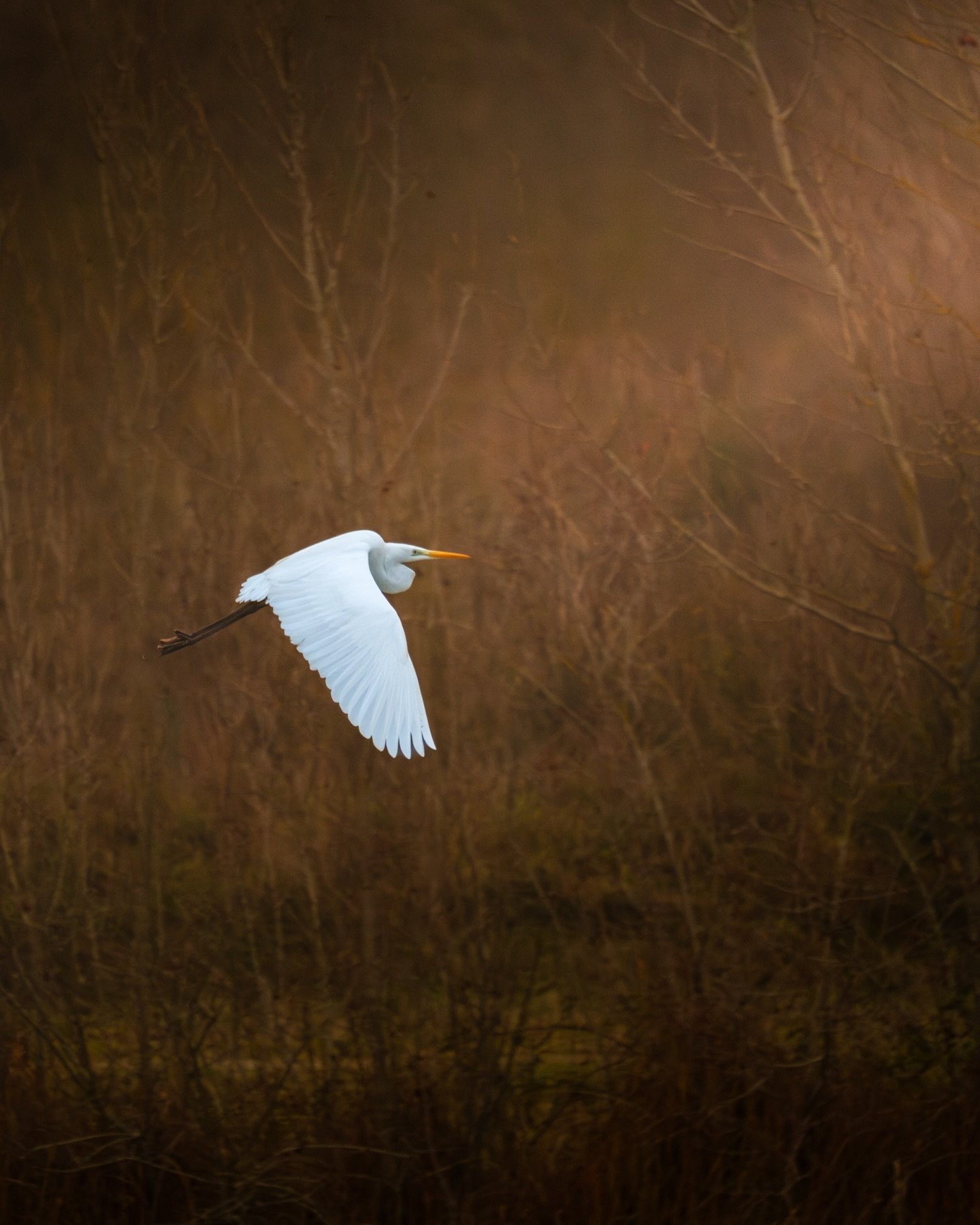 Comme promis, des photos de ma sortie au domaine des oiseaux du 01/01/2026. Je n&rsquo;ai vu ni autruche ni cochon (ni cygne) mais c&rsquo;&eacute;tait bien quand m&ecirc;me. 
D&rsquo;ailleurs, si un connaisseur sait nommer les oiseaux photographi&ea