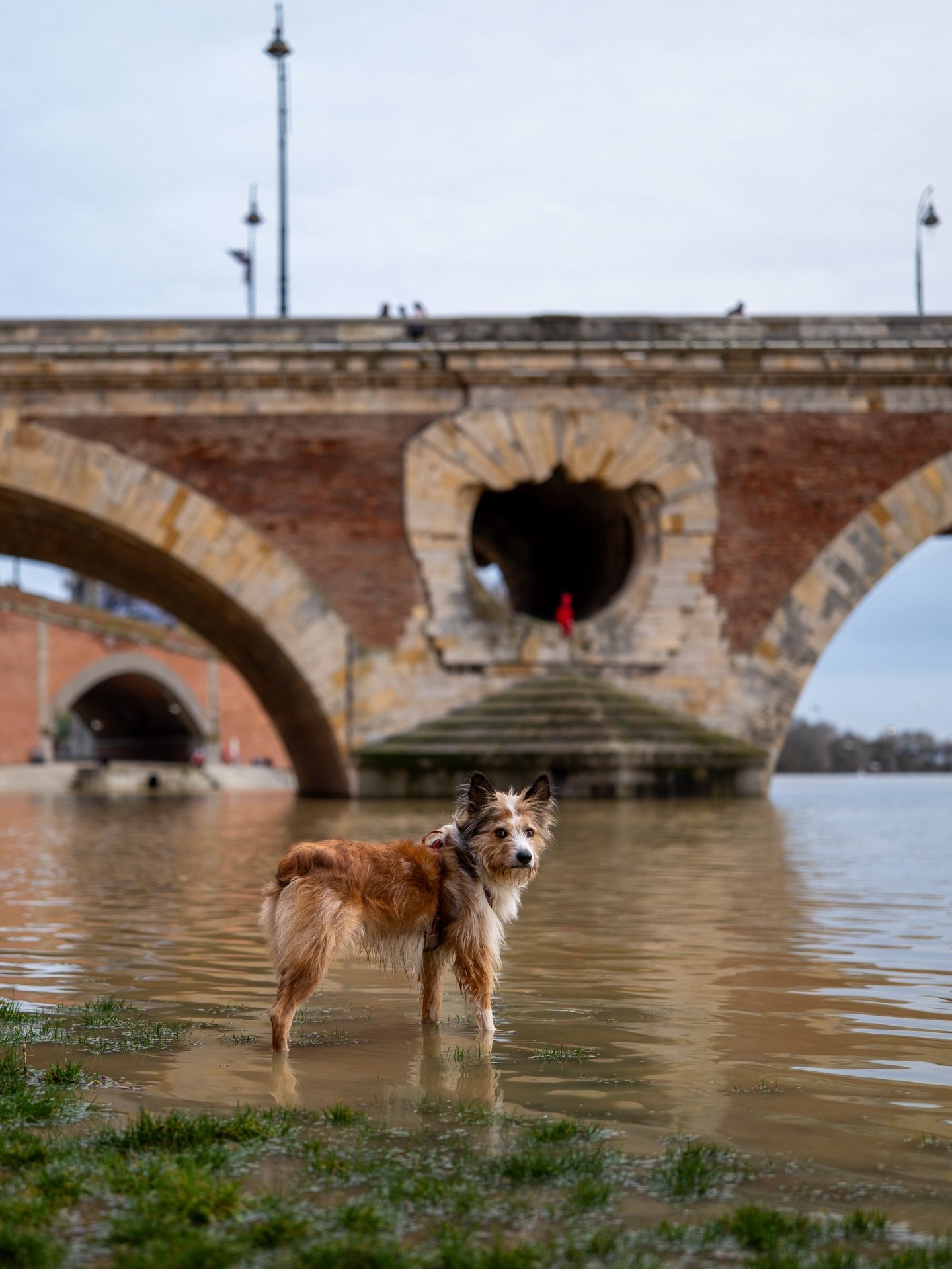 L&rsquo;eau de la Garonne est marron et en plus elle d&eacute;borde, pour le plus grand bonheur des chiens qui peuvent tremper leurs pattes 😁