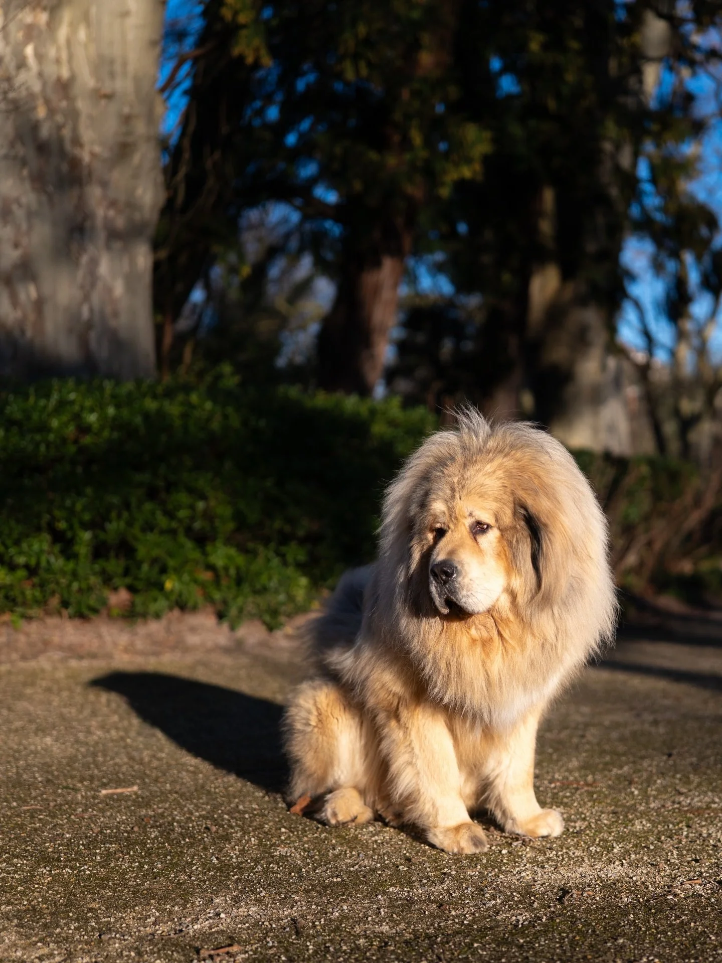 Apr&egrave;s-midi ensoleill&eacute;e en compagnie de @h.art.fang 
J&rsquo;avais d&eacute;j&agrave; crois&eacute; le chien de la premi&egrave;re photo (ou lion, je suis pas s&ucirc;r) y a pas longtemps dans la rue Gramat. Allez voir mes pr&eacute;c&ea